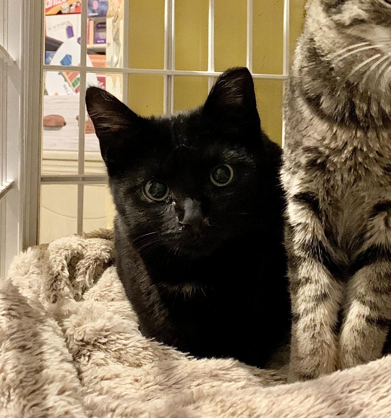 Enlarge Davey A. Void, a Adoptable Domestic Short Hair in Harrisburg, PA image 2/3