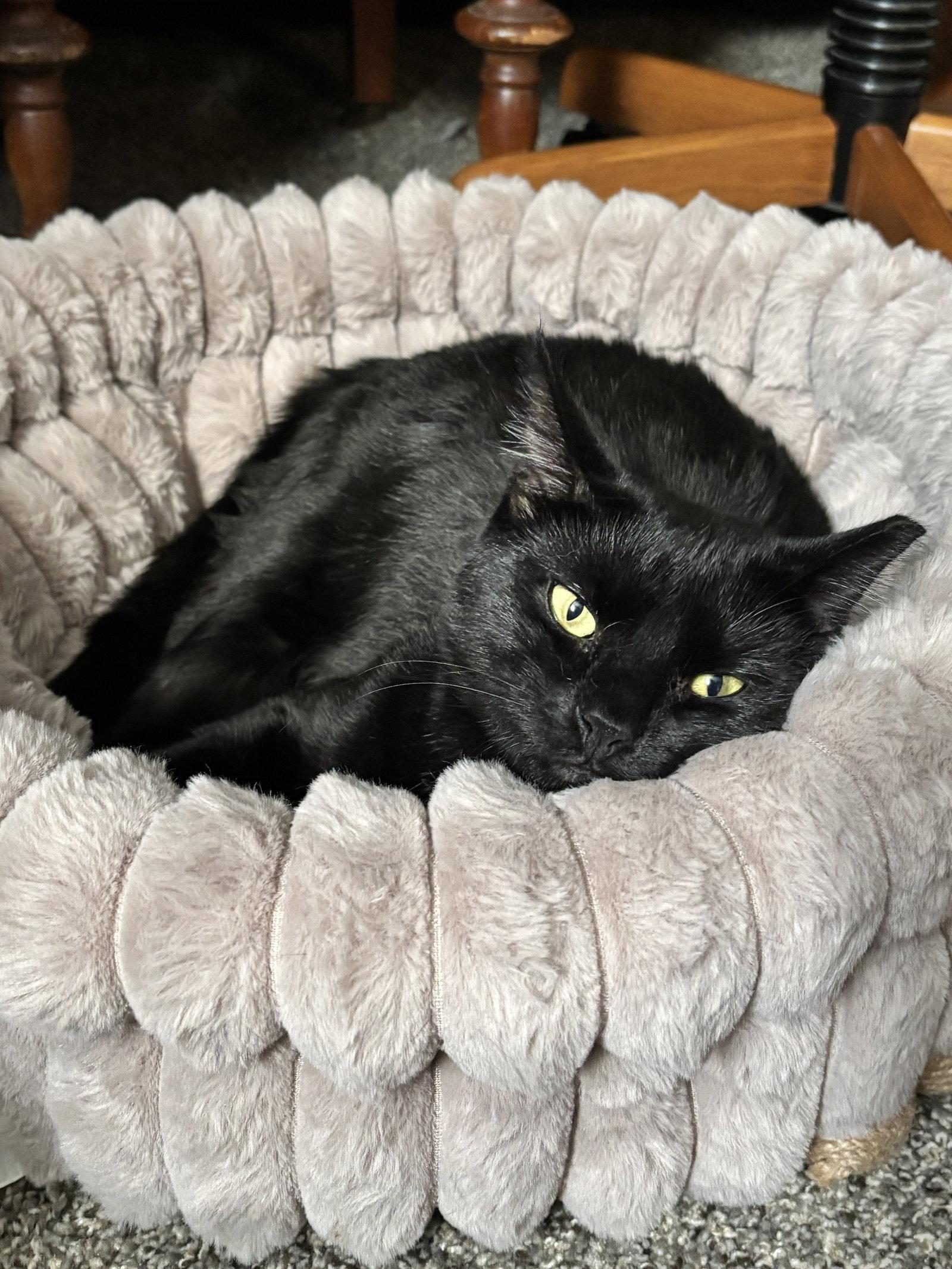 Enlarge Davey A. Void, a Adoptable Domestic Short Hair in Harrisburg, PA image 3/3