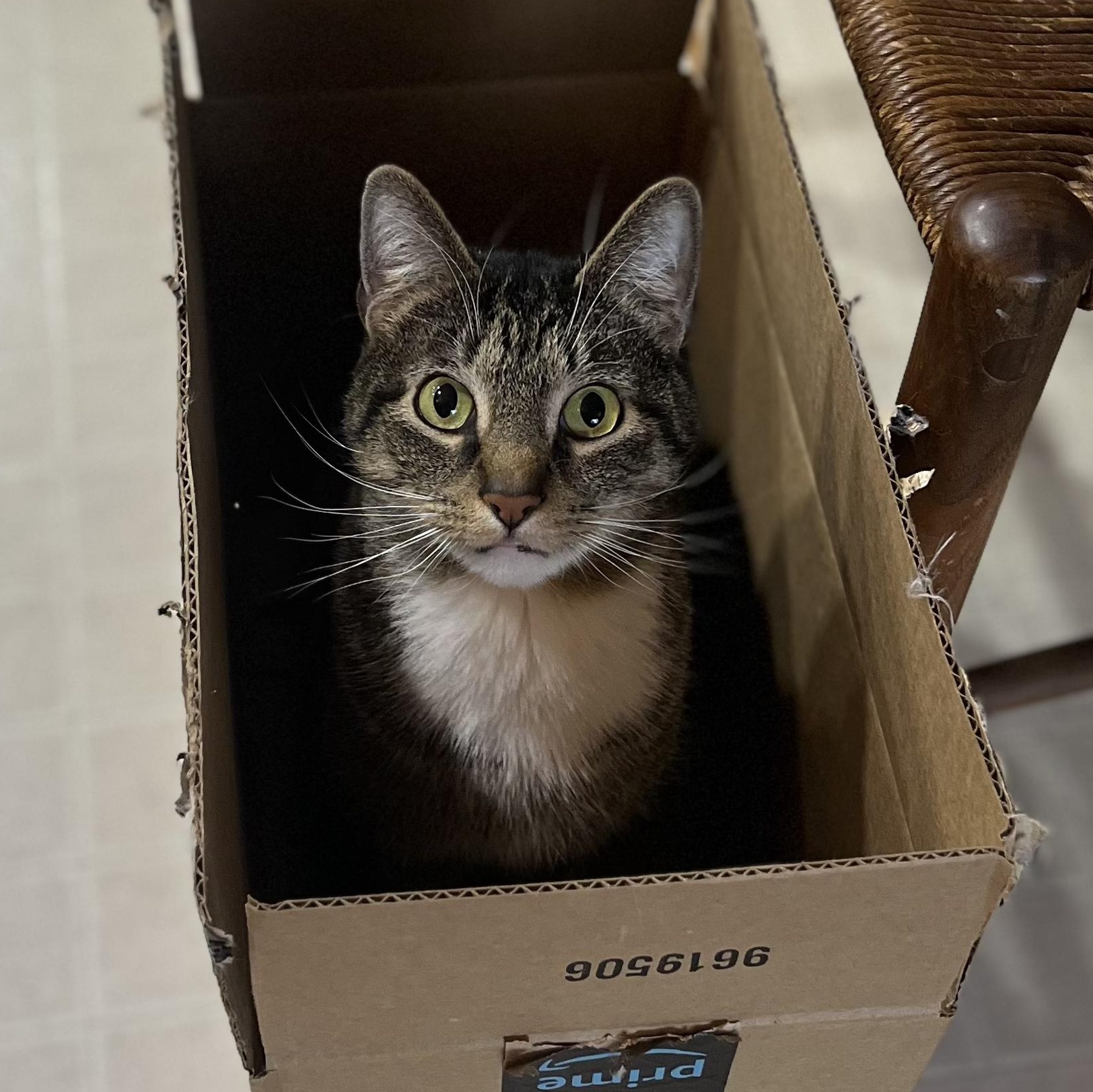 Max, an adoptable Tabby in Boulder, CO, 80302 | Photo Image 2