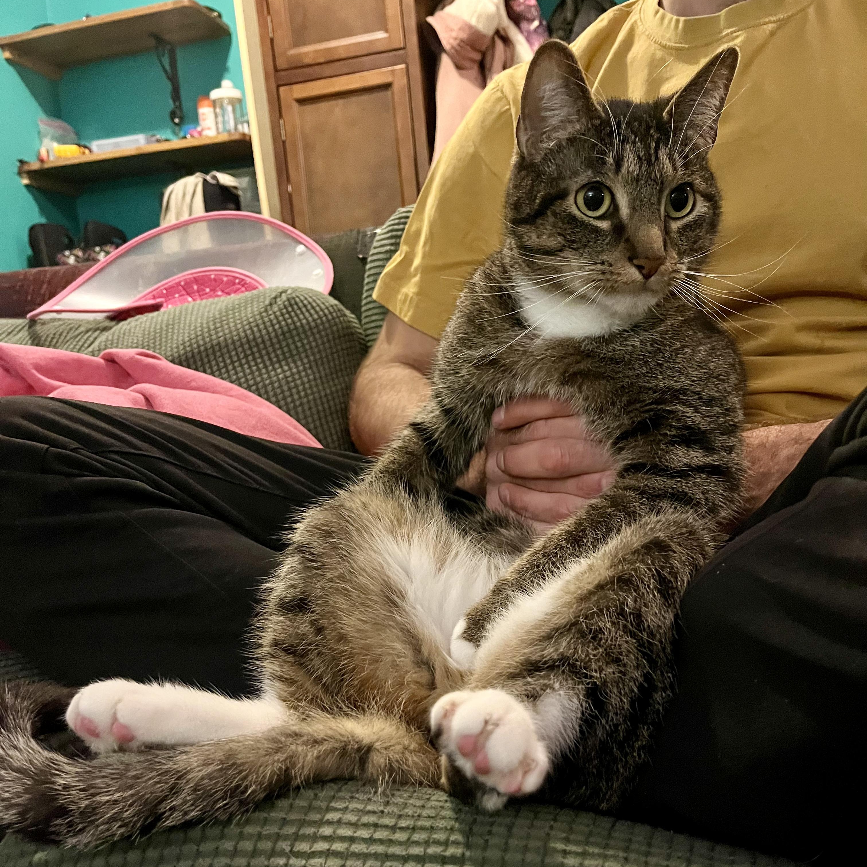 Max, an adoptable Tabby in Boulder, CO, 80302 | Photo Image 3