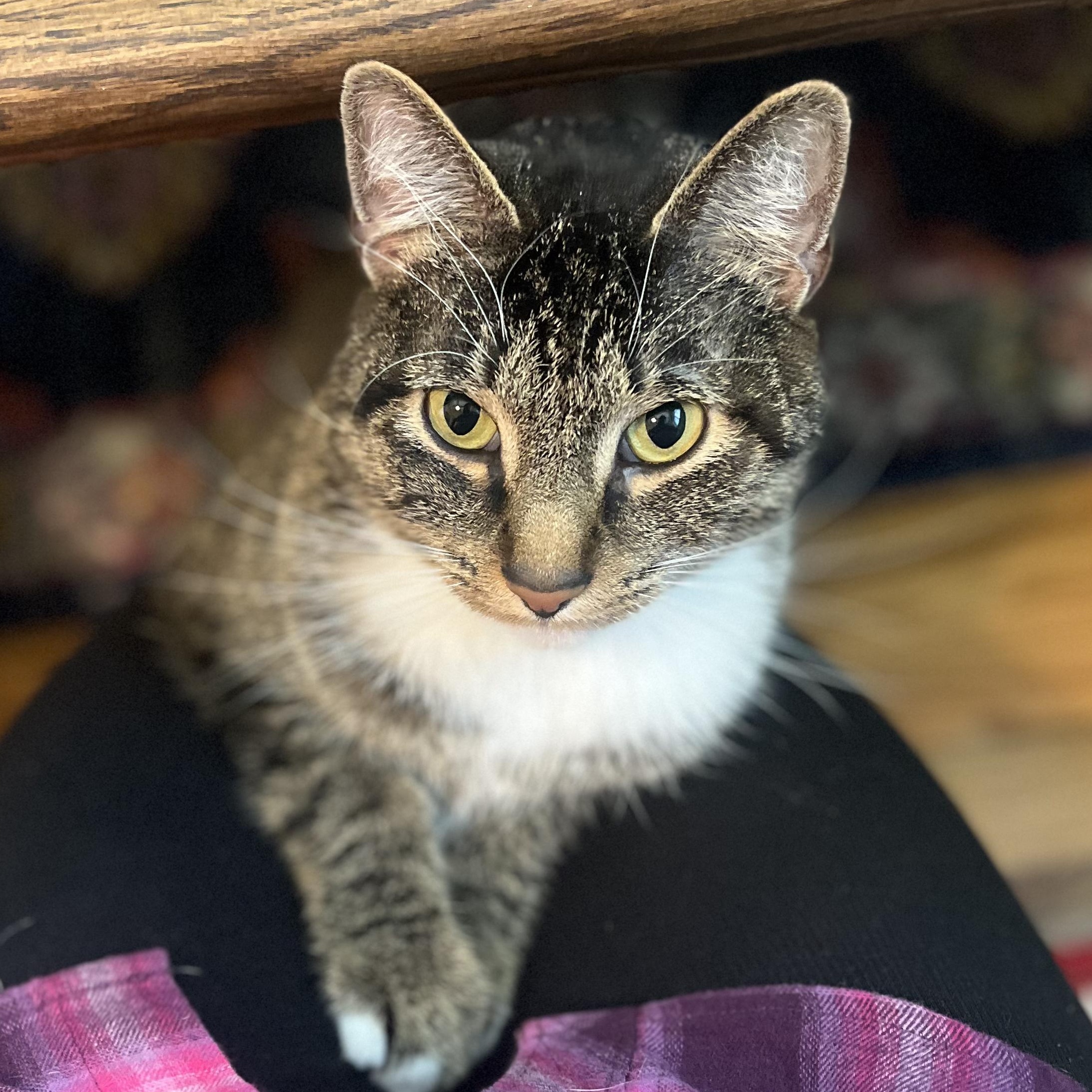Max, an adoptable Tabby in Boulder, CO, 80302 | Photo Image 1