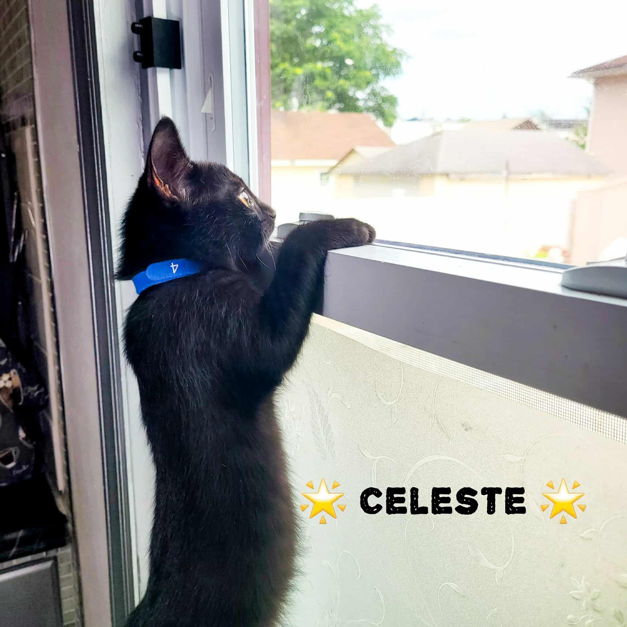 Celeste photo 3