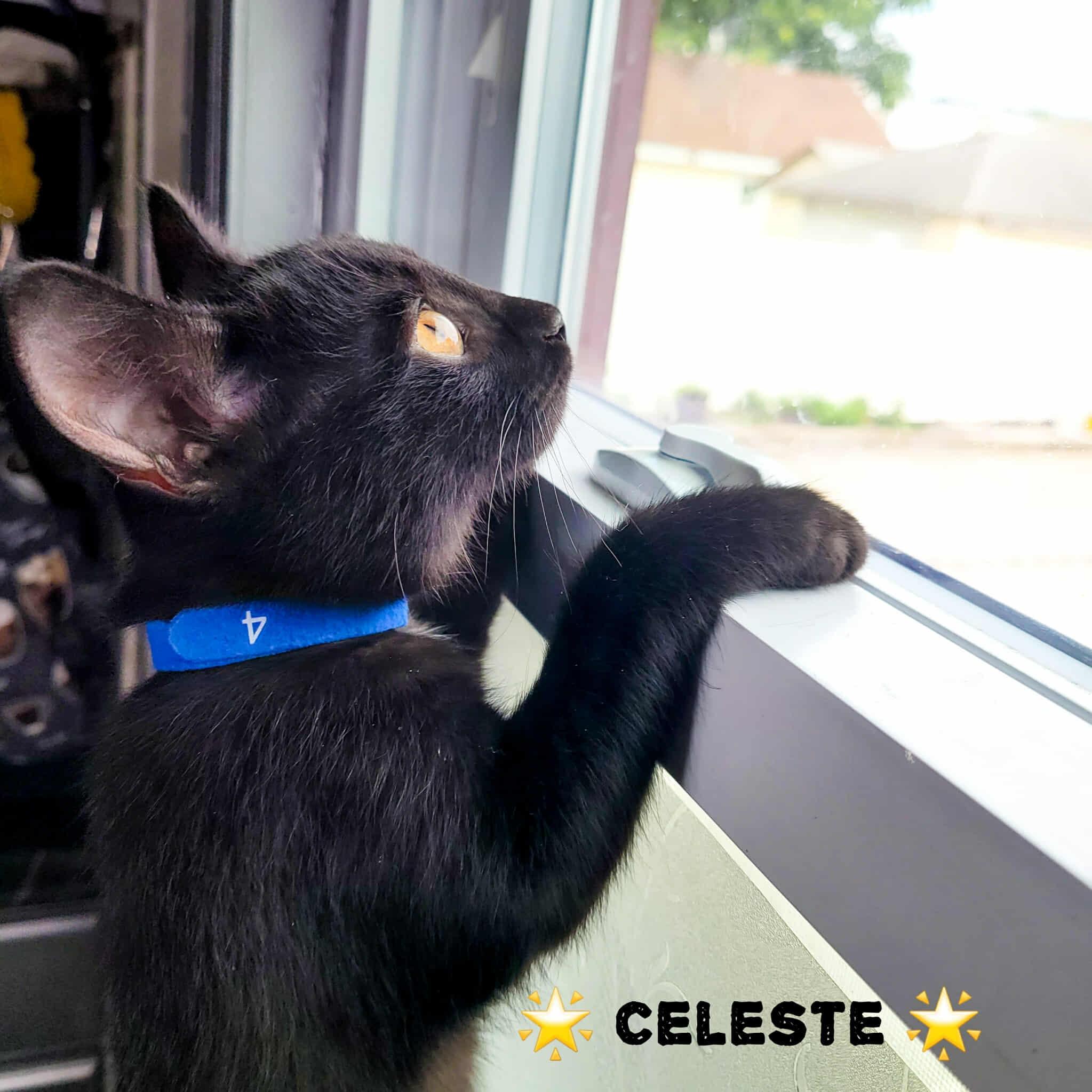 Celeste photo 7