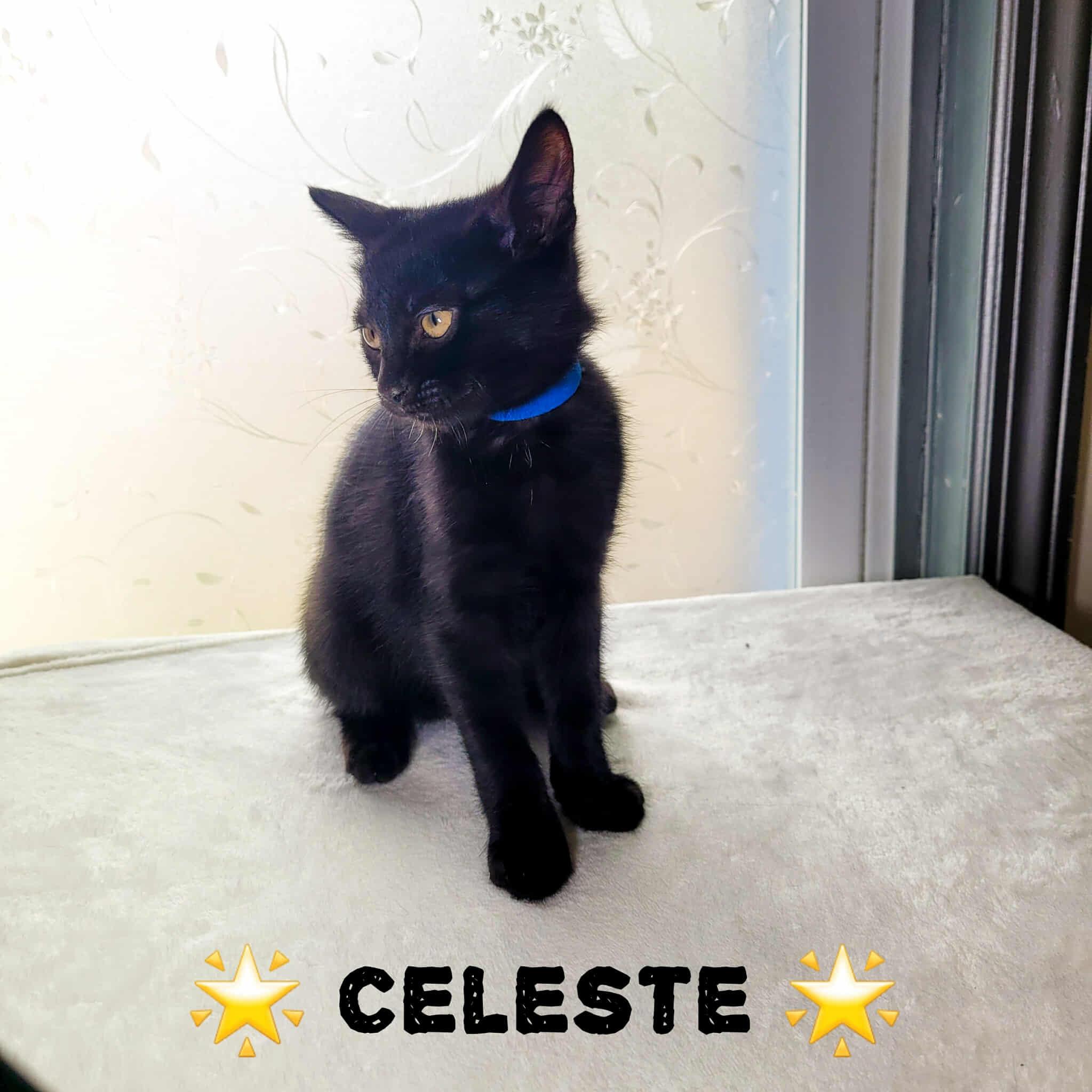 Celeste, Baby Female Domestic Short Hair
