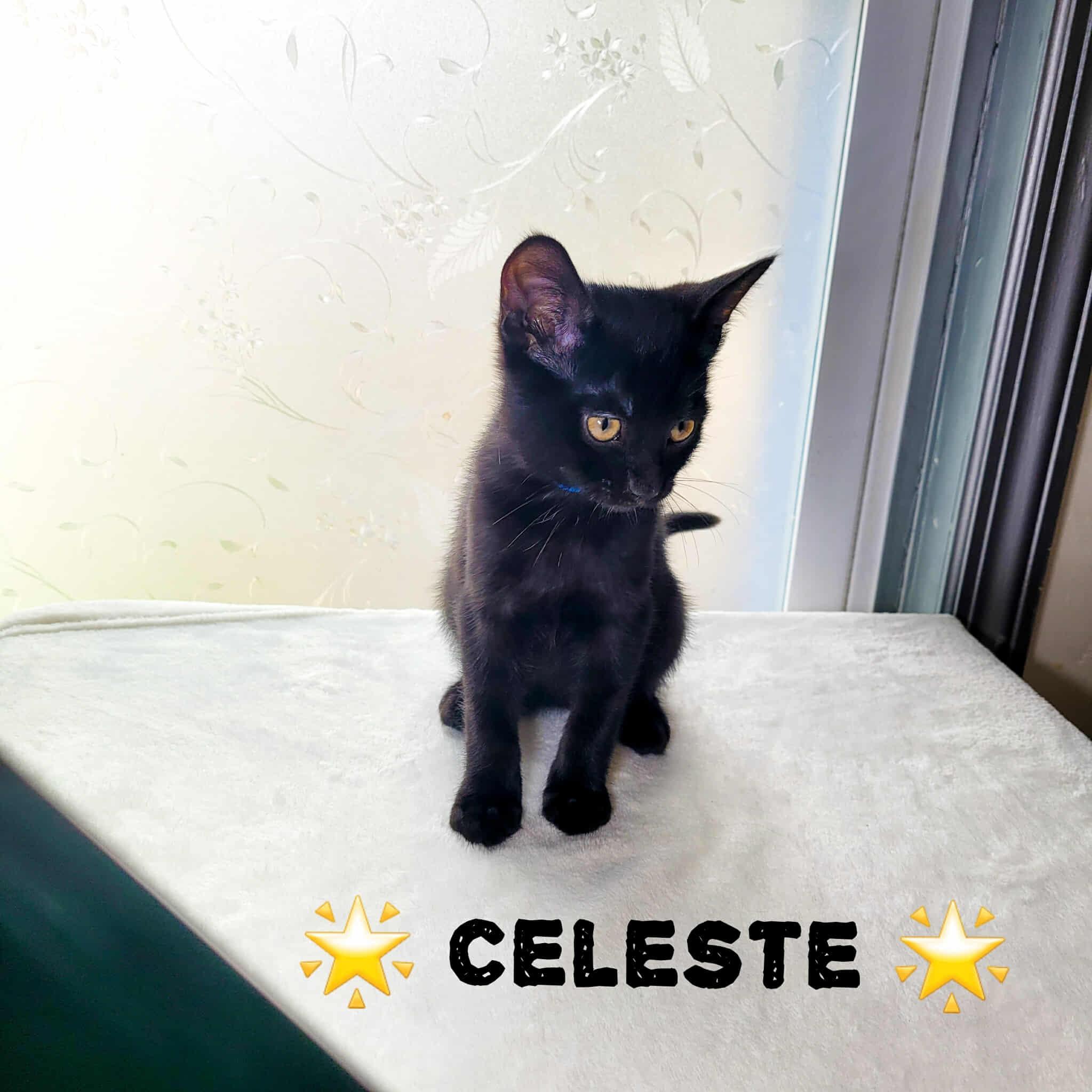 Celeste photo 5