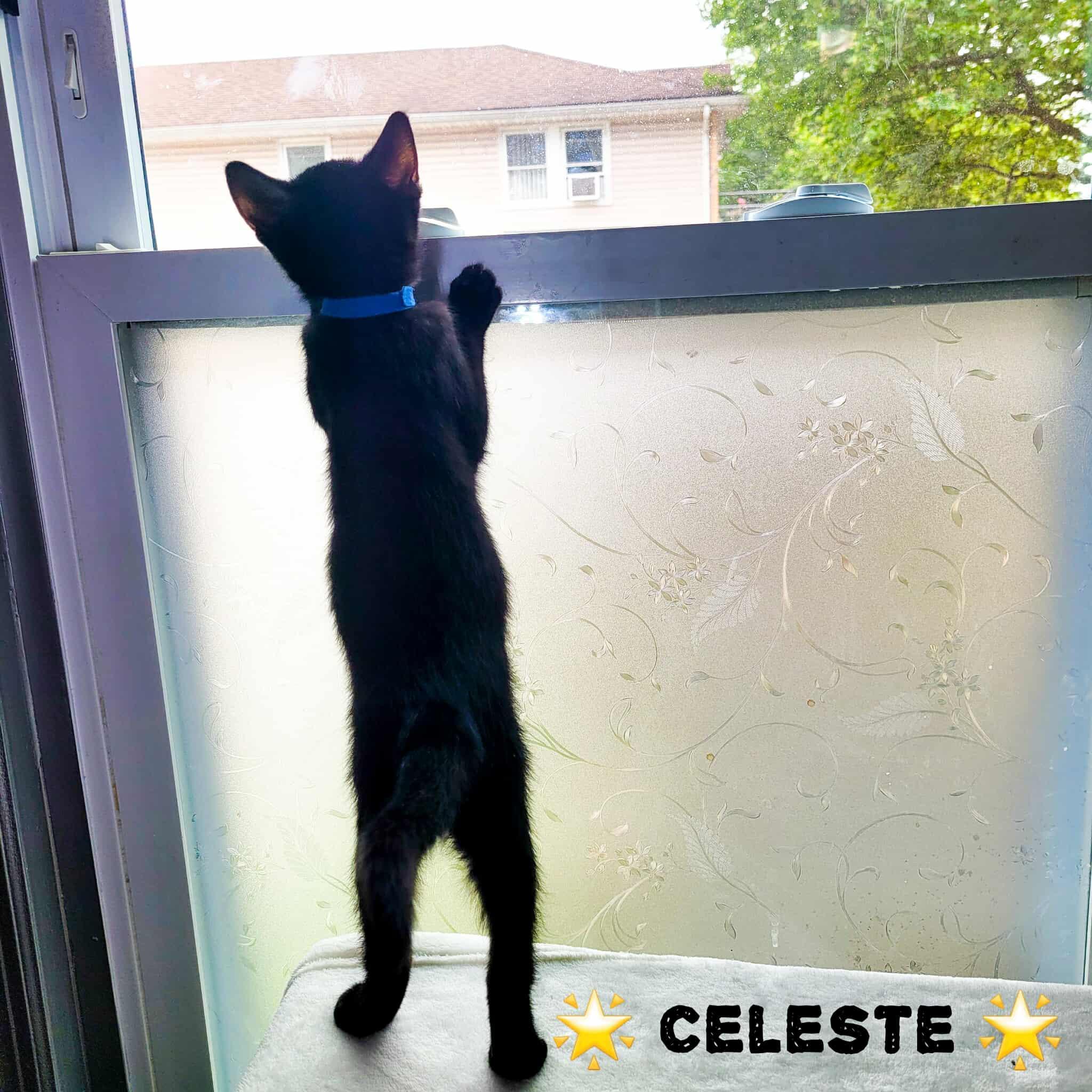 Celeste photo 9