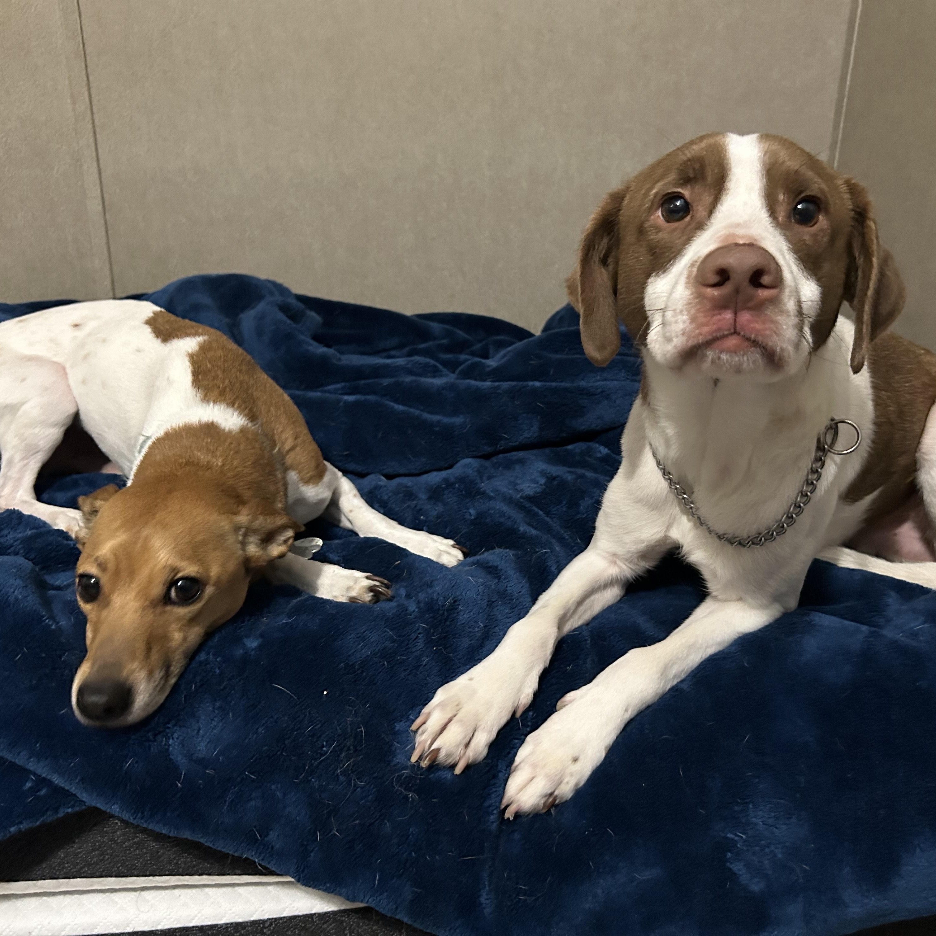 Meet Conway & Hank – A Bonded Pair Looking for a Forever Home Together!