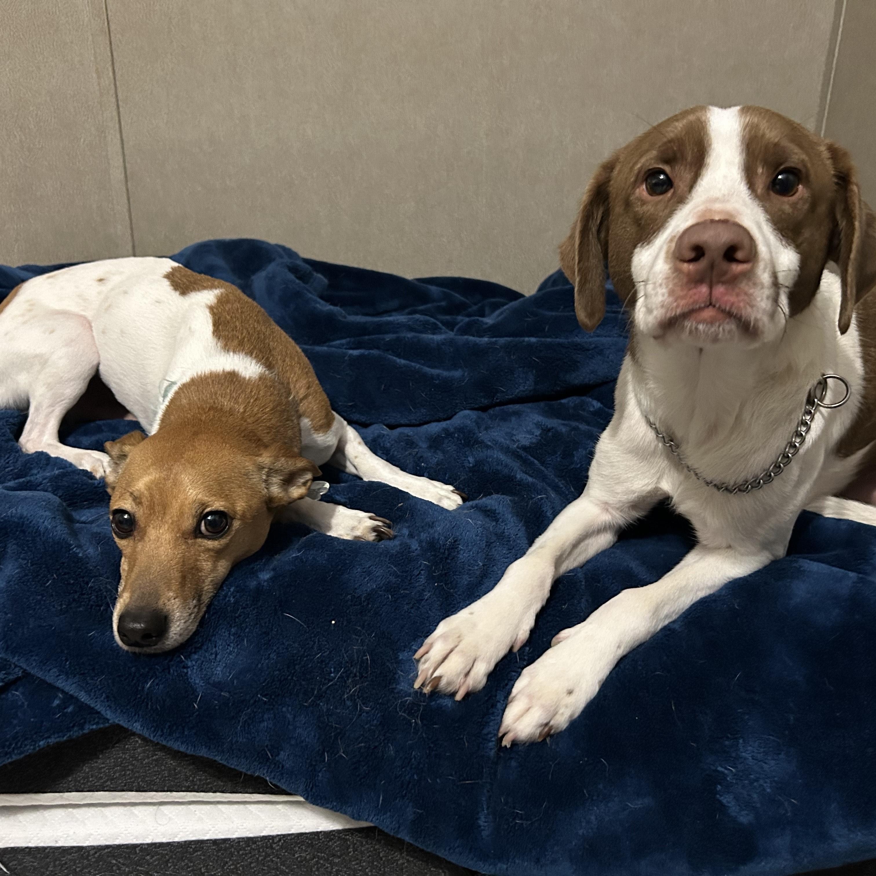 Meet Conway & Hank – A Bonded Pair Looking for a Forever Home Together! — thumbnail 2