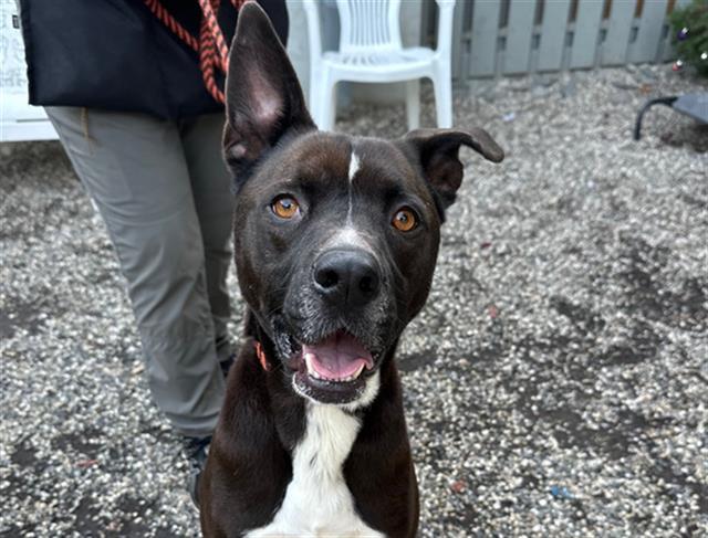 Enlarge TURTLE, a Adoptable mixed breed in Santa Rosa, CA image 1/1