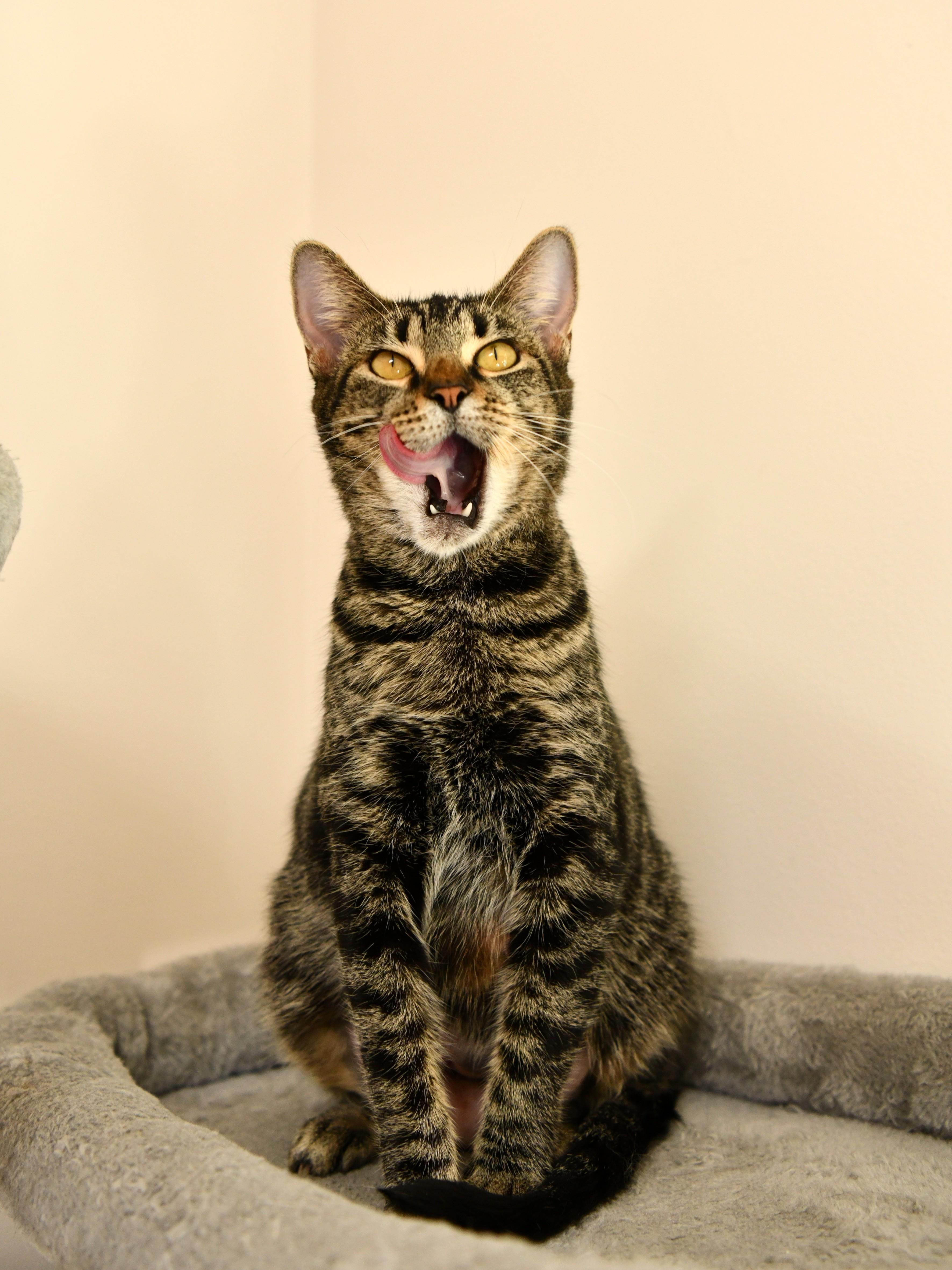 Pantene, adoptable, Adult Female Domestic Short Hair.