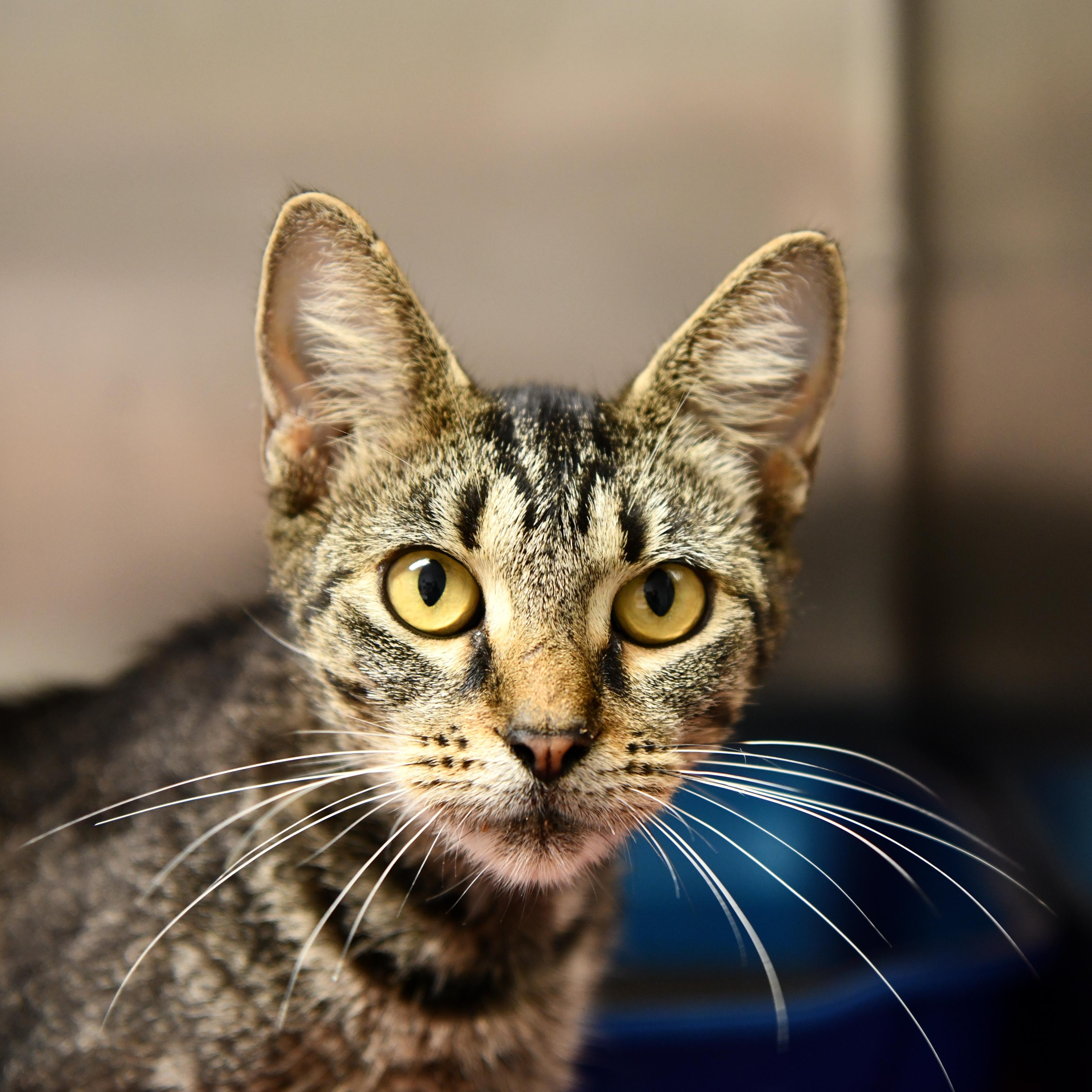 Enlarge Pantene, an adoptable Domestic Short Hair in Fairhope, AL image 2/2