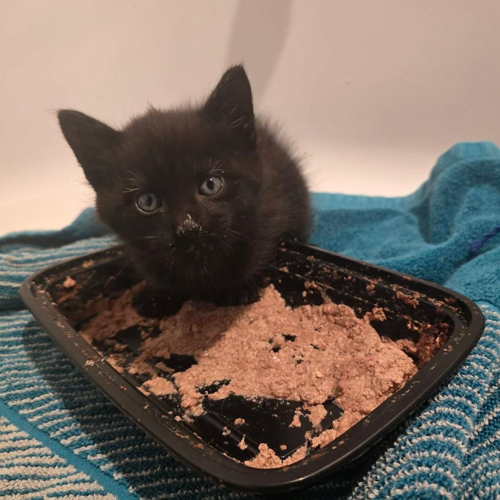 Tam, a Adoptable Domestic Short Hair in Newcastle, OK image 1/2