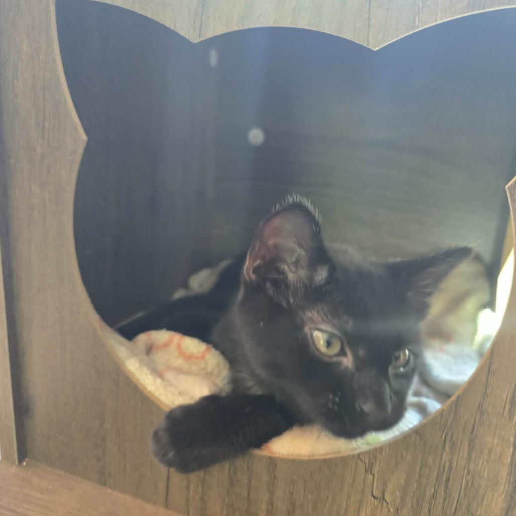 Tam, a Adoptable Domestic Short Hair in Newcastle, OK image 2/2