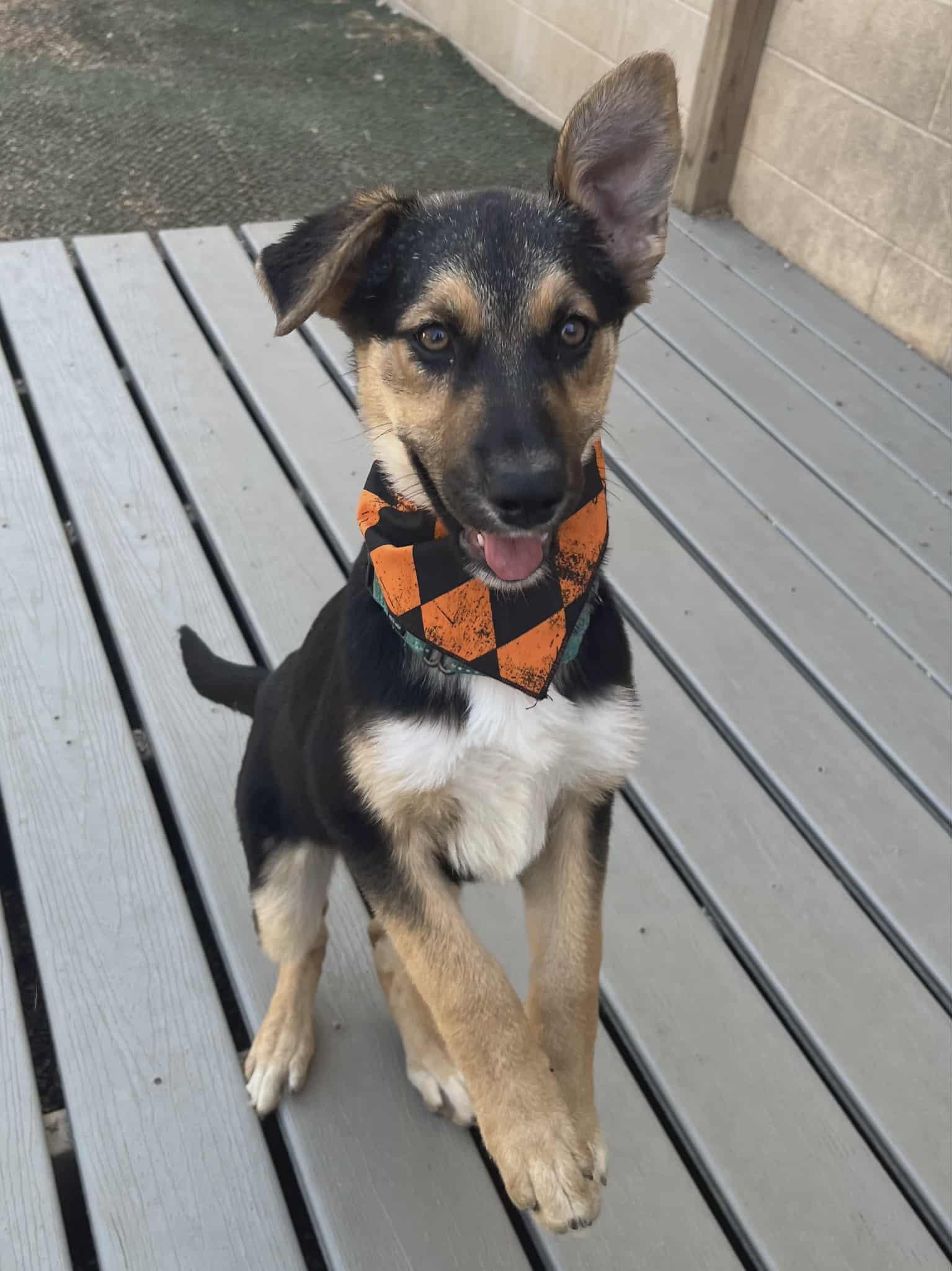 Bindi, a Adopted mixed breed in Chesterfield, MO image 1/3