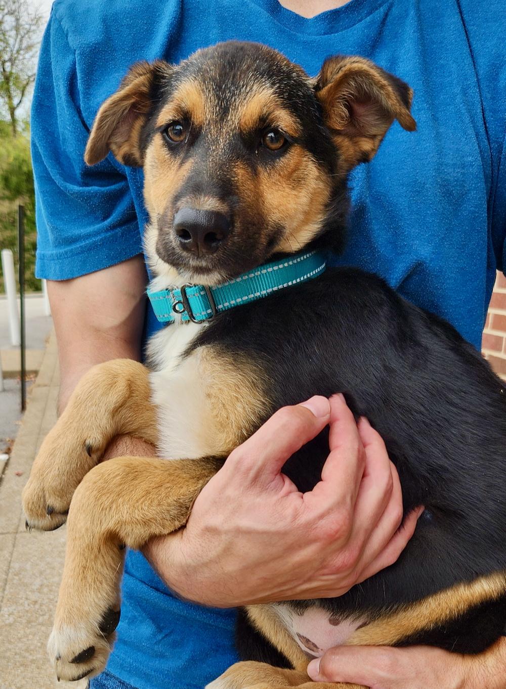 Bindi, a Adopted mixed breed in Chesterfield, MO image 3/3