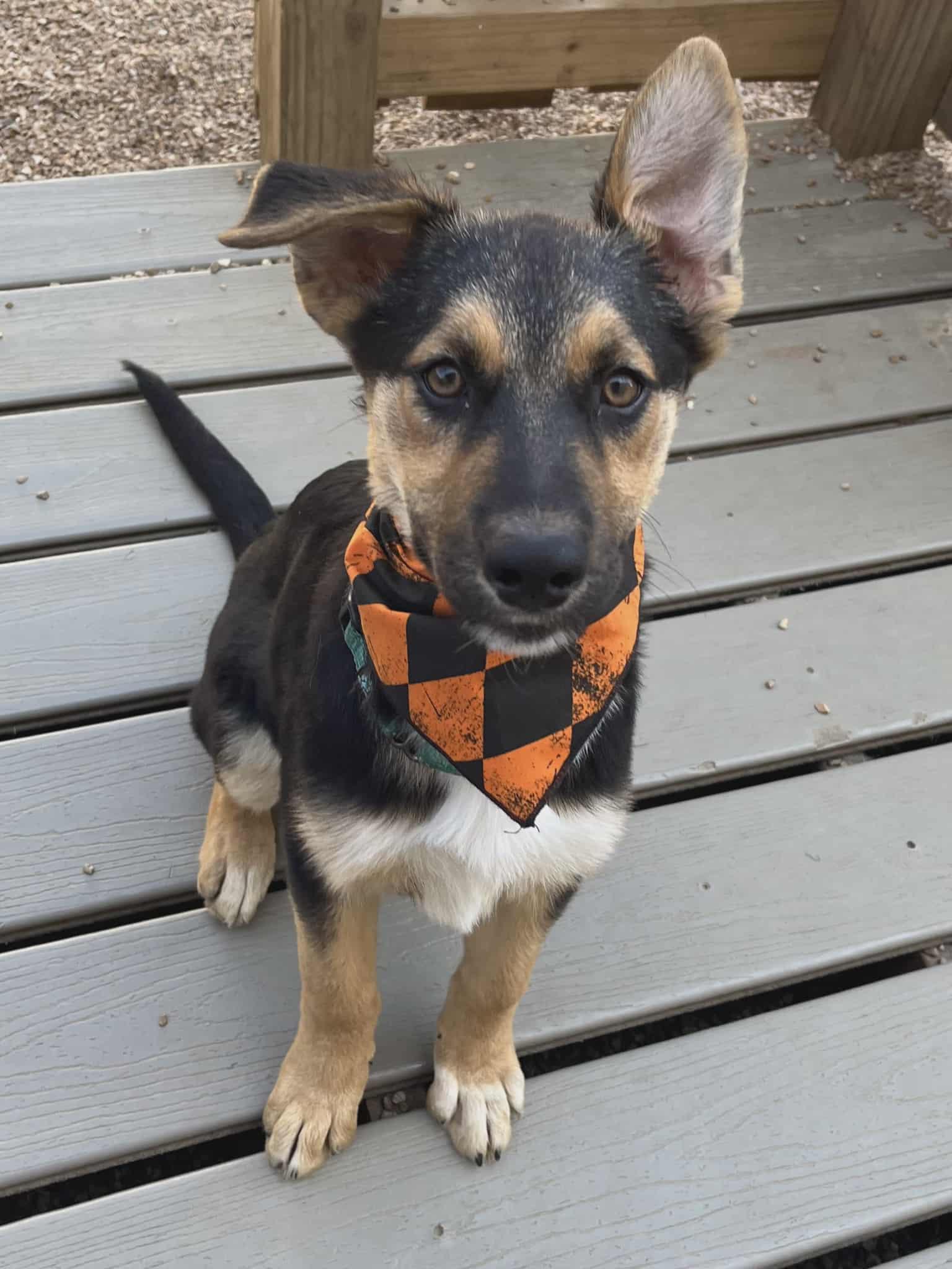 Bindi, a Adopted mixed breed in Chesterfield, MO image 2/3