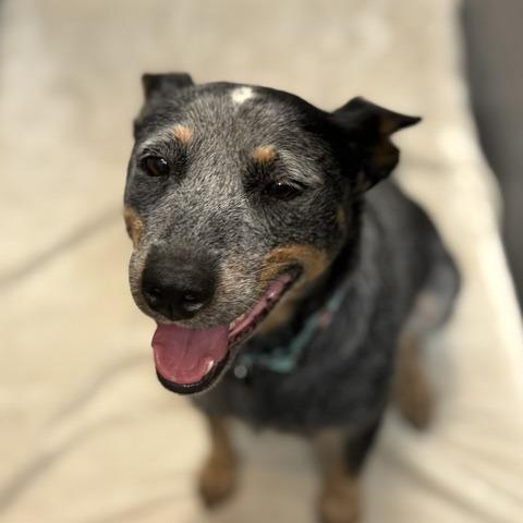 Colby D26-157, Adoptable, Adult Female Australian Cattle Dog / Blue Heeler.