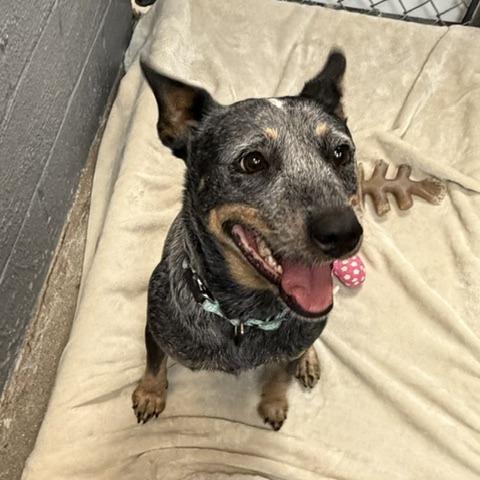 Enlarge Colby D26-157, a Adoptable Australian Cattle Dog / Blue Heeler in Lebanon, TN image 2/3