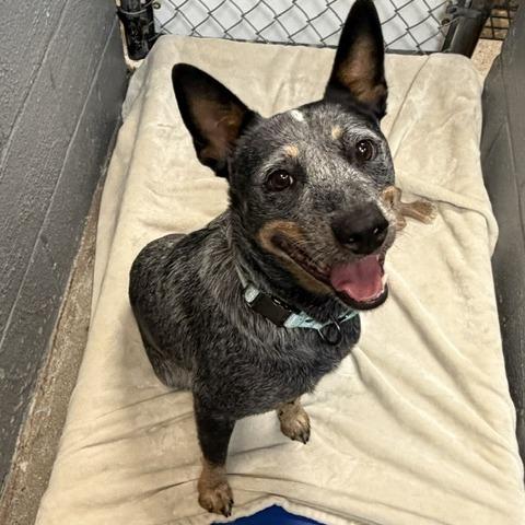 Enlarge Colby D26-157, a Adoptable Australian Cattle Dog / Blue Heeler in Lebanon, TN image 3/3