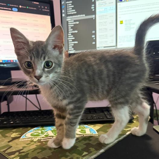 Meeko, Adoptable, Kitten Male Domestic Short Hair.