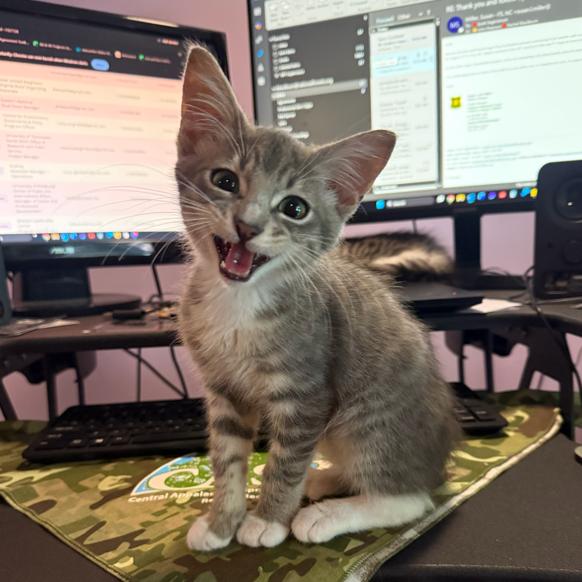 Enlarge Meeko, a Adoptable Domestic Short Hair in Canton, NC image 2/2
