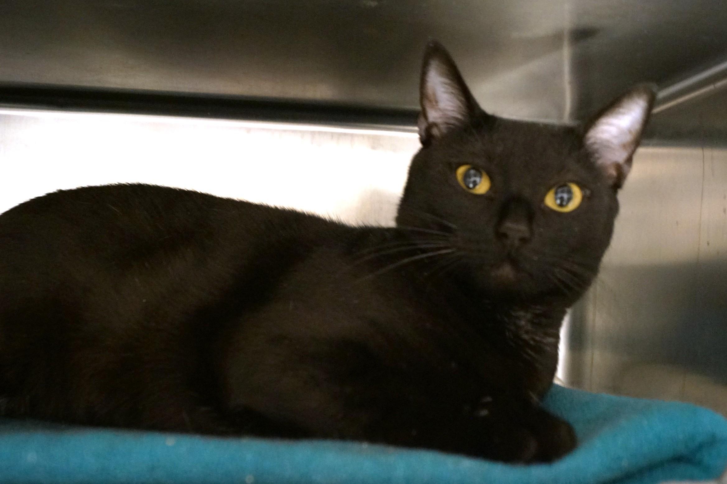 Enlarge Moira Rose, a Adoptable Domestic Short Hair in New Milford, CT image 4/6