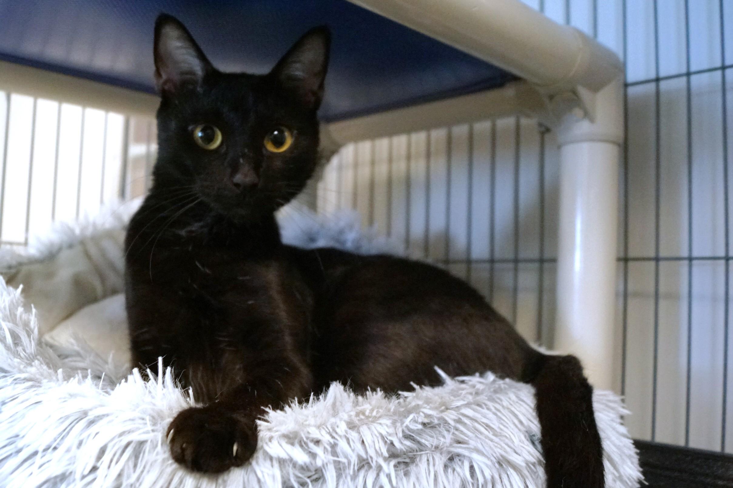 Enlarge Moira Rose, a Adoptable Domestic Short Hair in New Milford, CT image 3/6