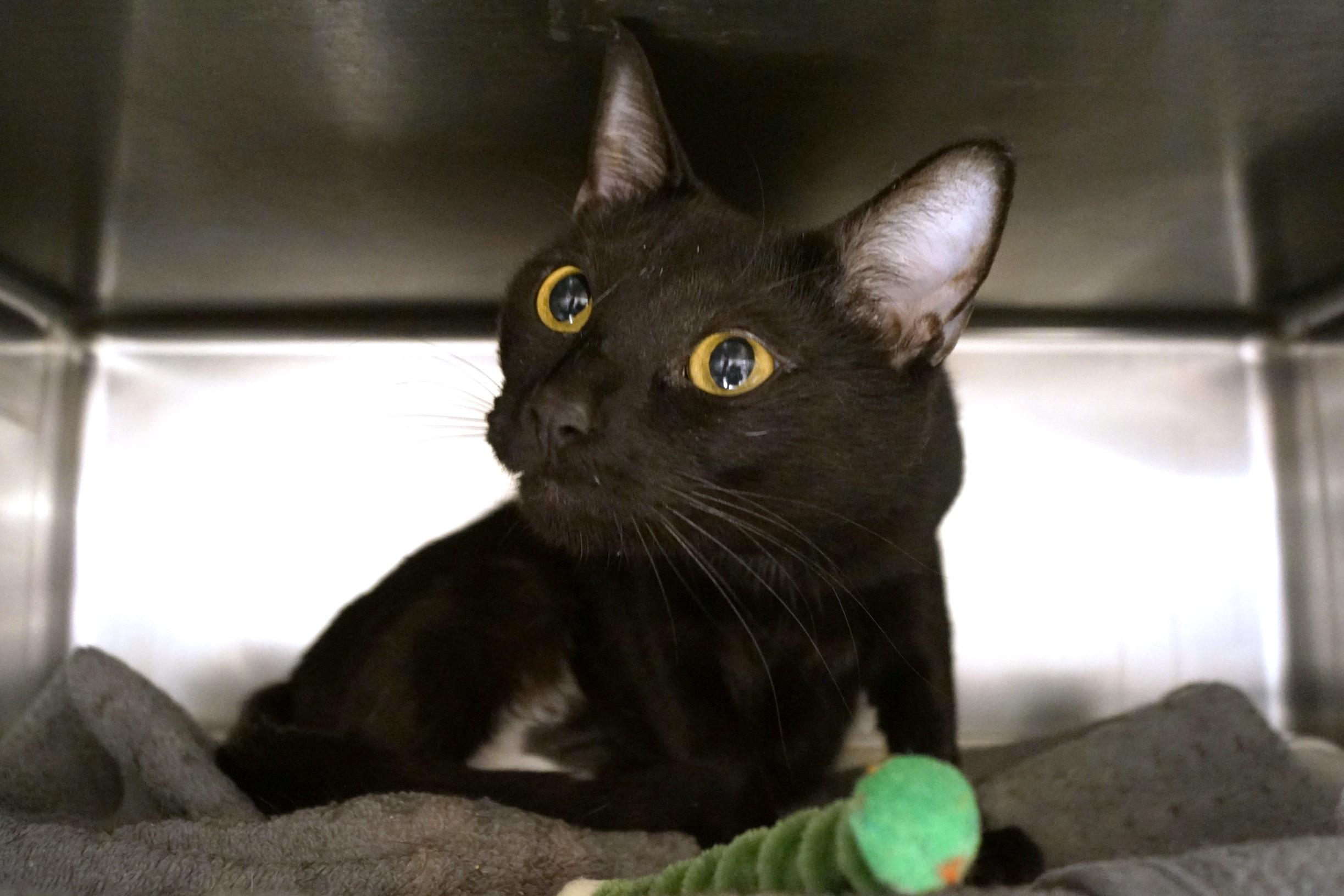 Enlarge Moira Rose, a Adoptable Domestic Short Hair in New Milford, CT image 5/6