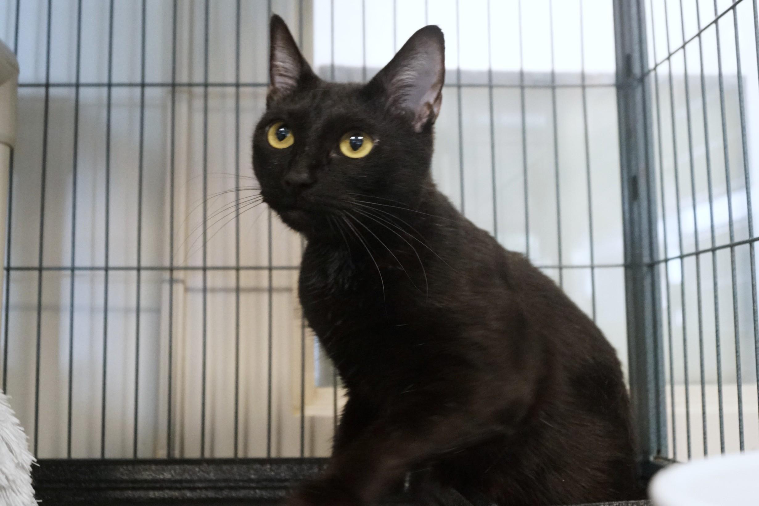 Enlarge Moira Rose, a Adoptable Domestic Short Hair in New Milford, CT image 6/6