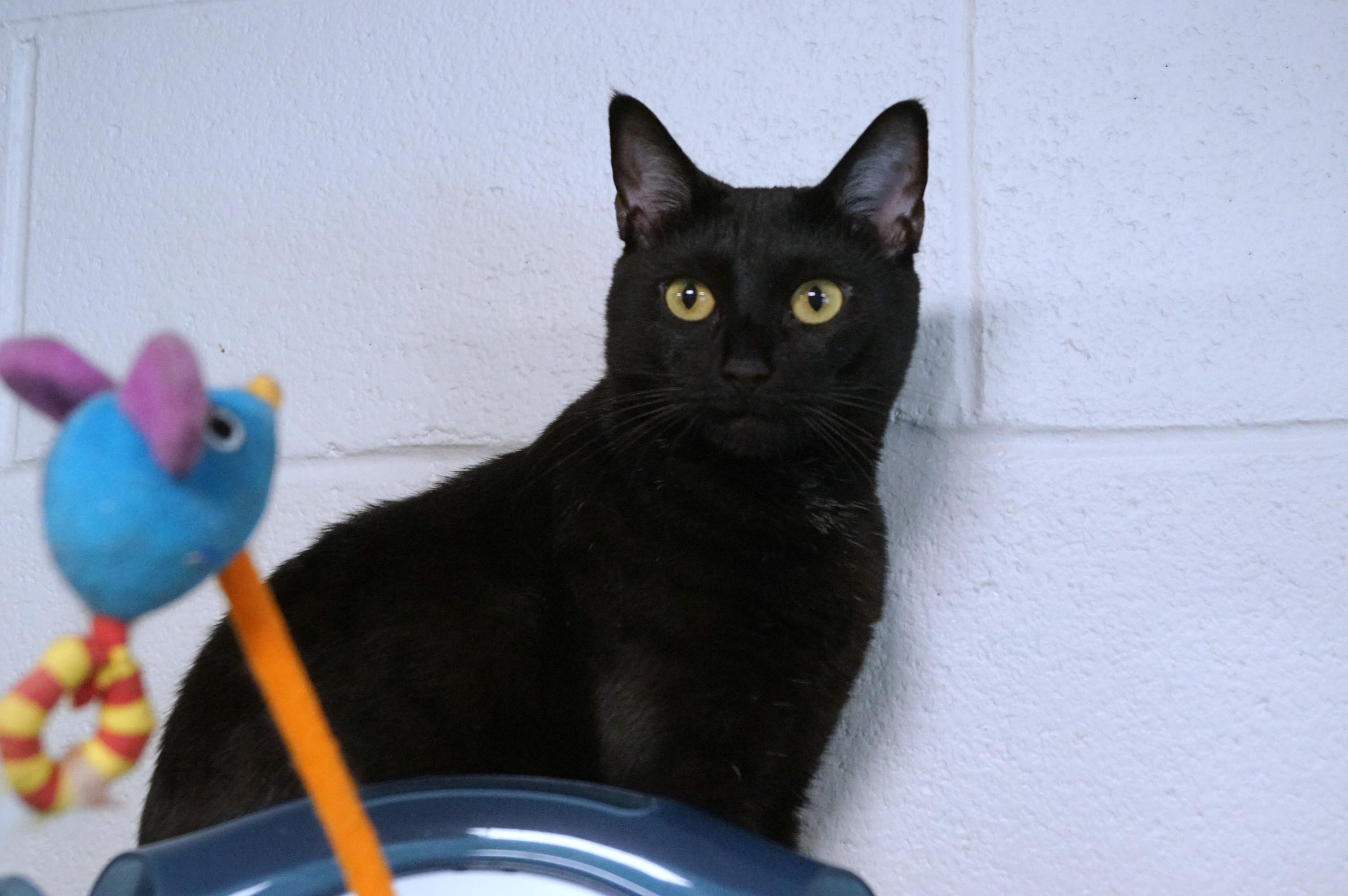 Moira Rose, Adoptable, Adult Female Domestic Short Hair.