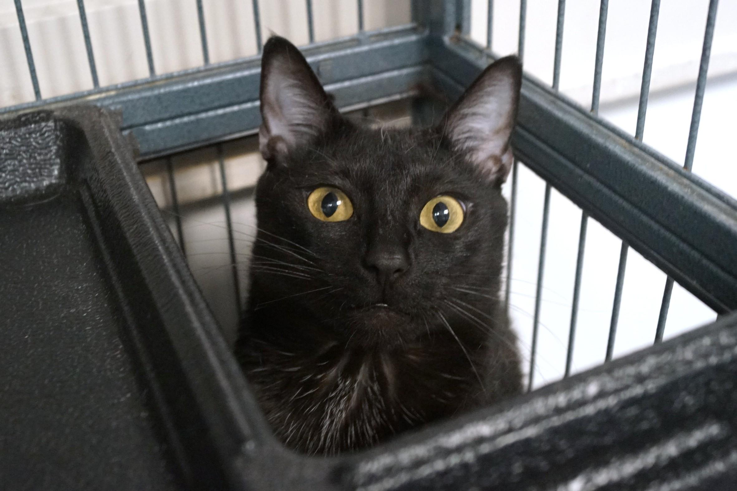 Enlarge Moira Rose, a Adoptable Domestic Short Hair in New Milford, CT image 2/6