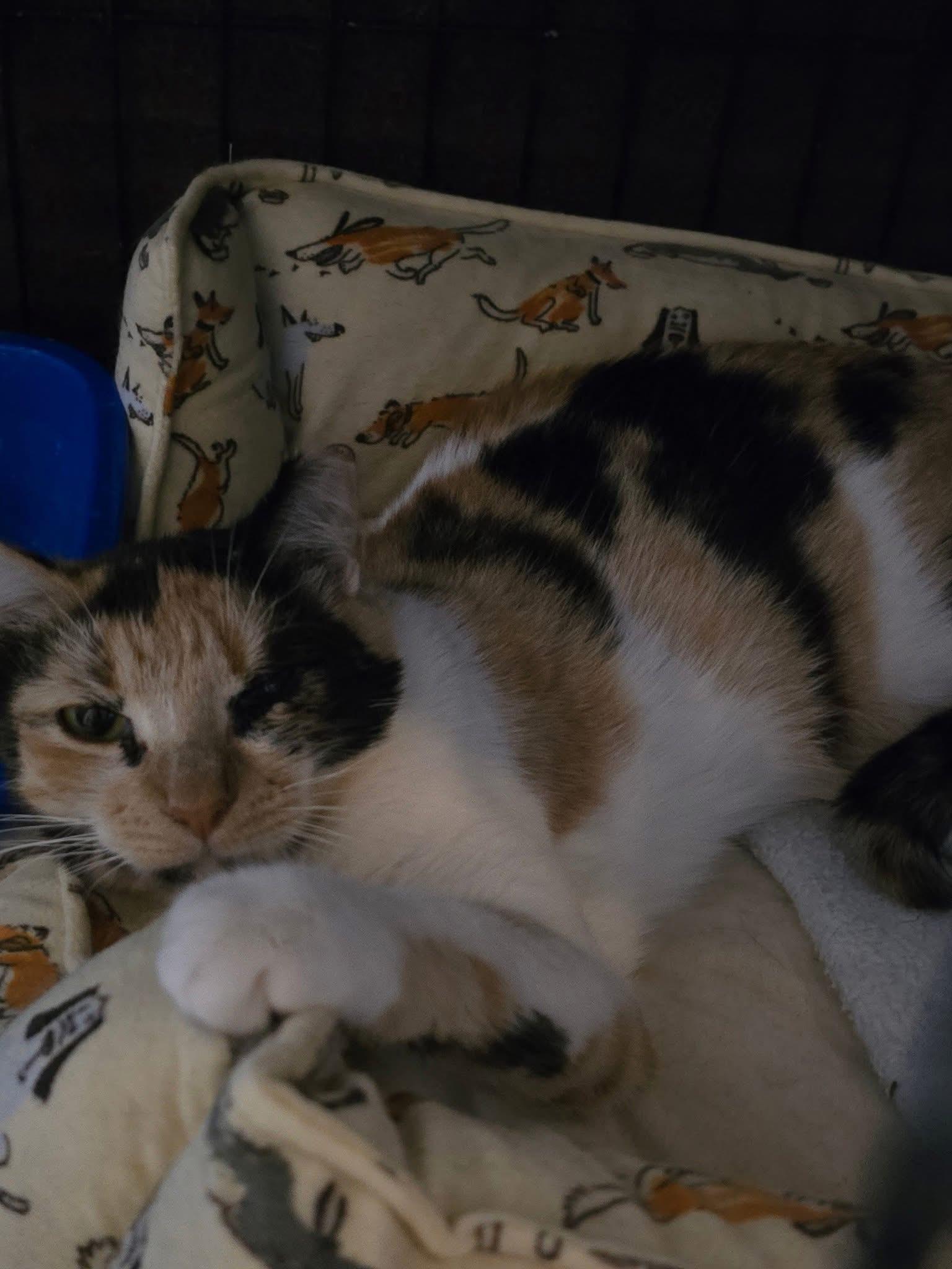 Enlarge Renn, a Adoptable Calico in Providence Forge, VA image 1/1