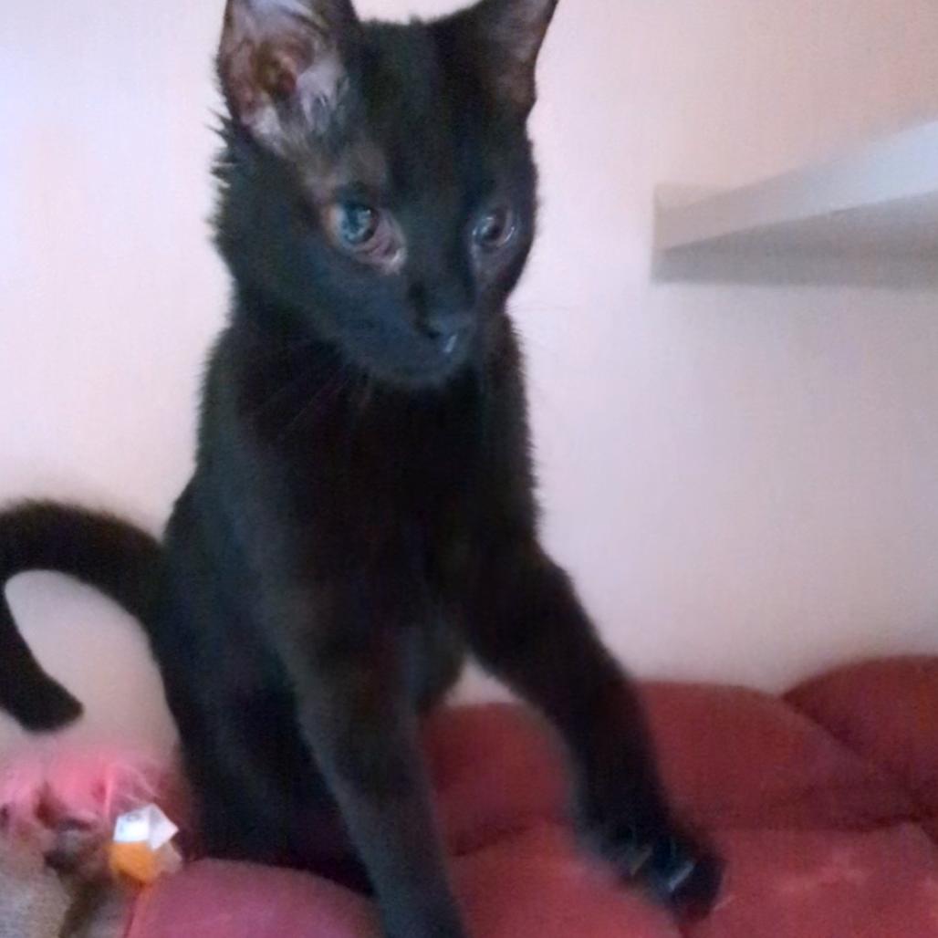 Enlarge Sharon, a Adoptable Domestic Short Hair in Providence, RI image 1/6