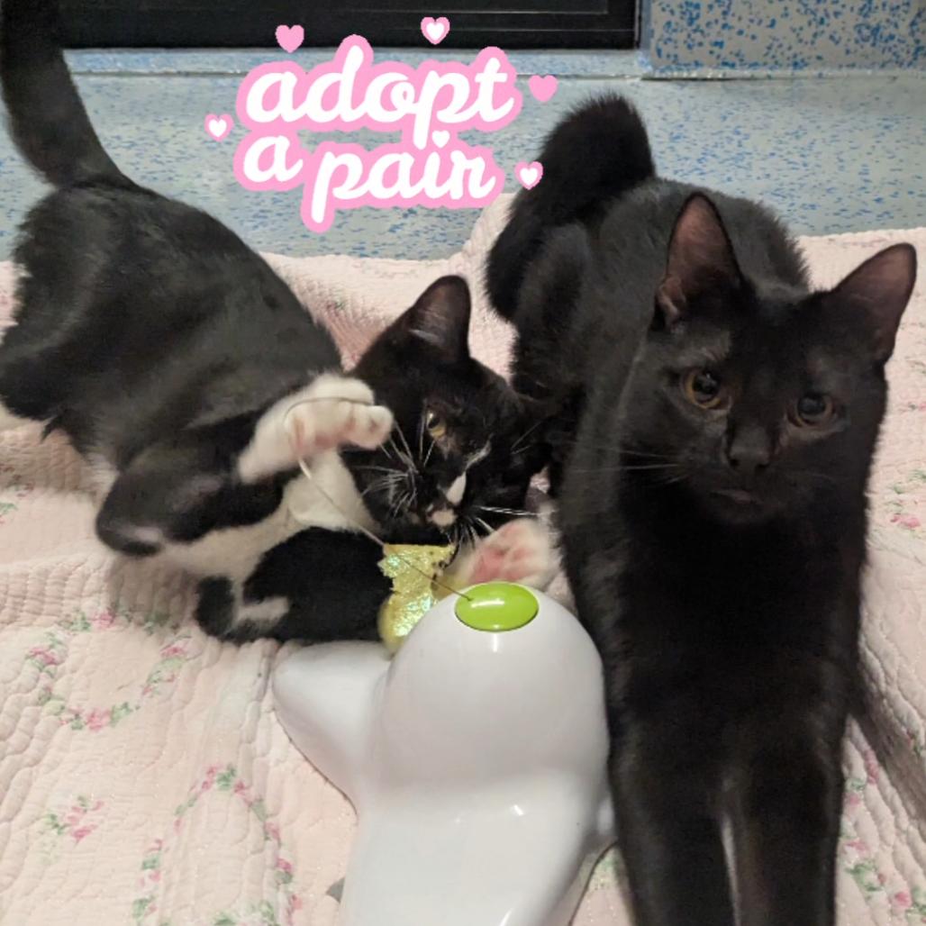 Enlarge Sharon, a Adoptable Domestic Short Hair in Providence, RI image 2/6