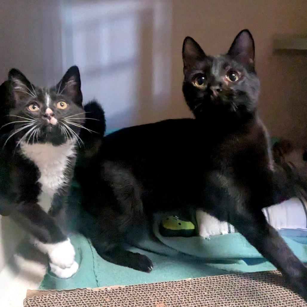 Enlarge Sharon, a Adoptable Domestic Short Hair in Providence, RI image 3/6