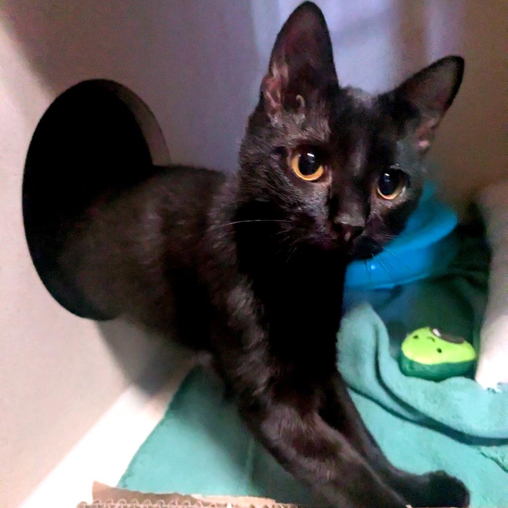 Enlarge Sharon, a Adoptable Domestic Short Hair in Providence, RI image 4/6