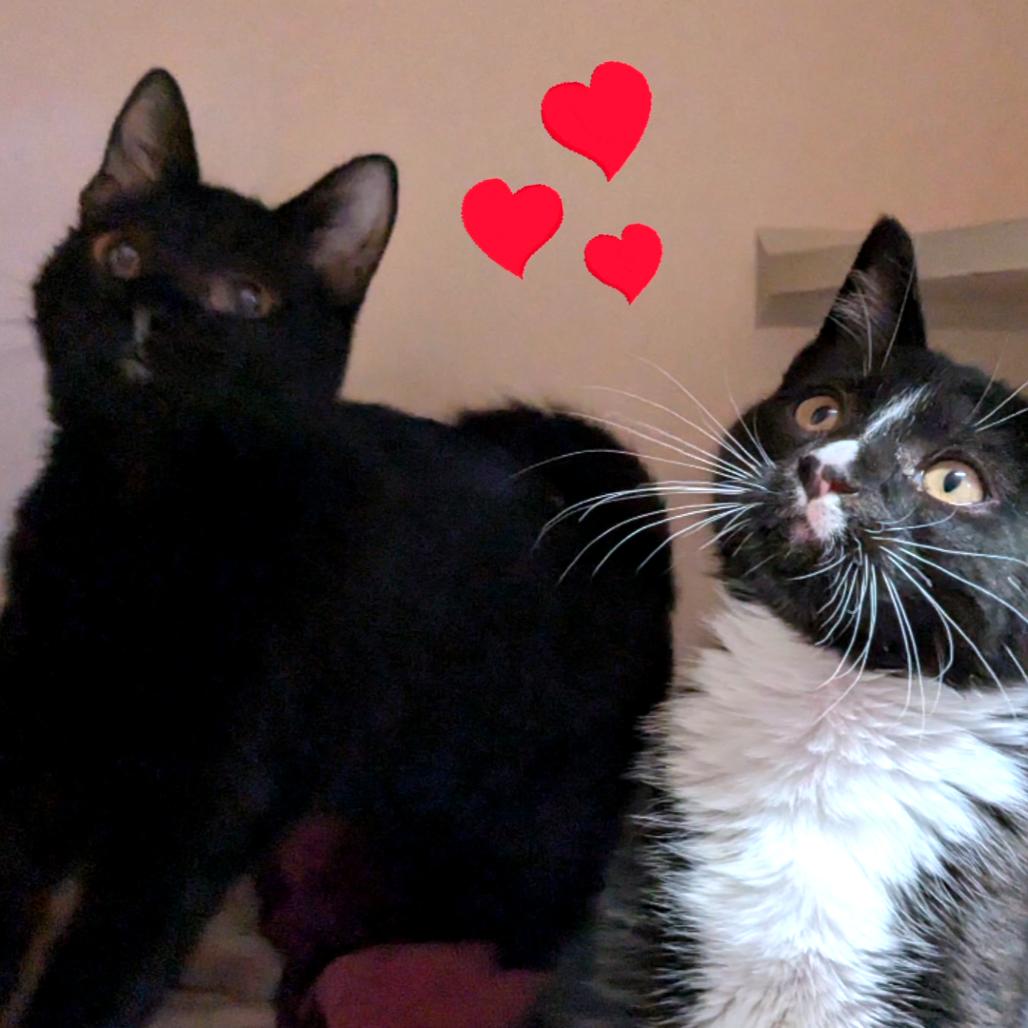 Enlarge Sharon, a Adoptable Domestic Short Hair in Providence, RI image 5/6