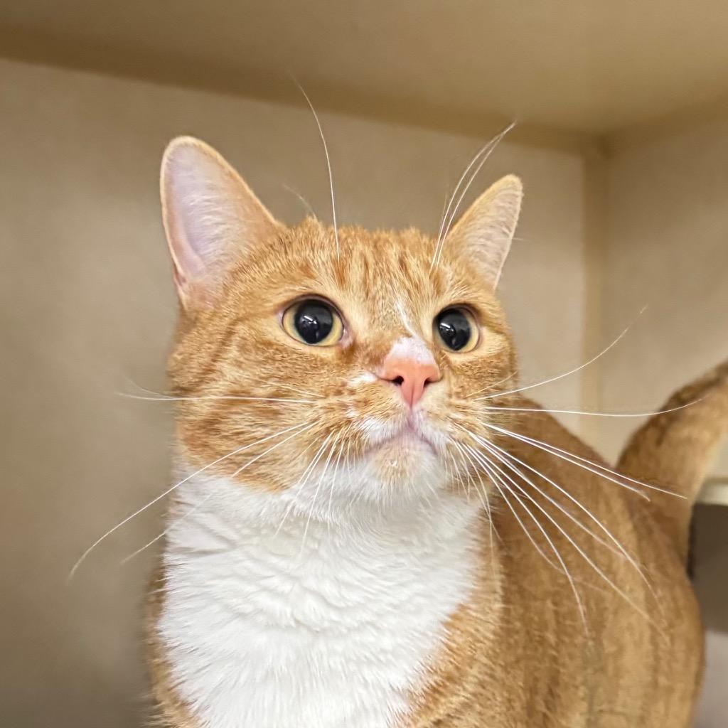 Enlarge LIAM, a Adoptable mixed breed in Battle Creek, MI image 1/1