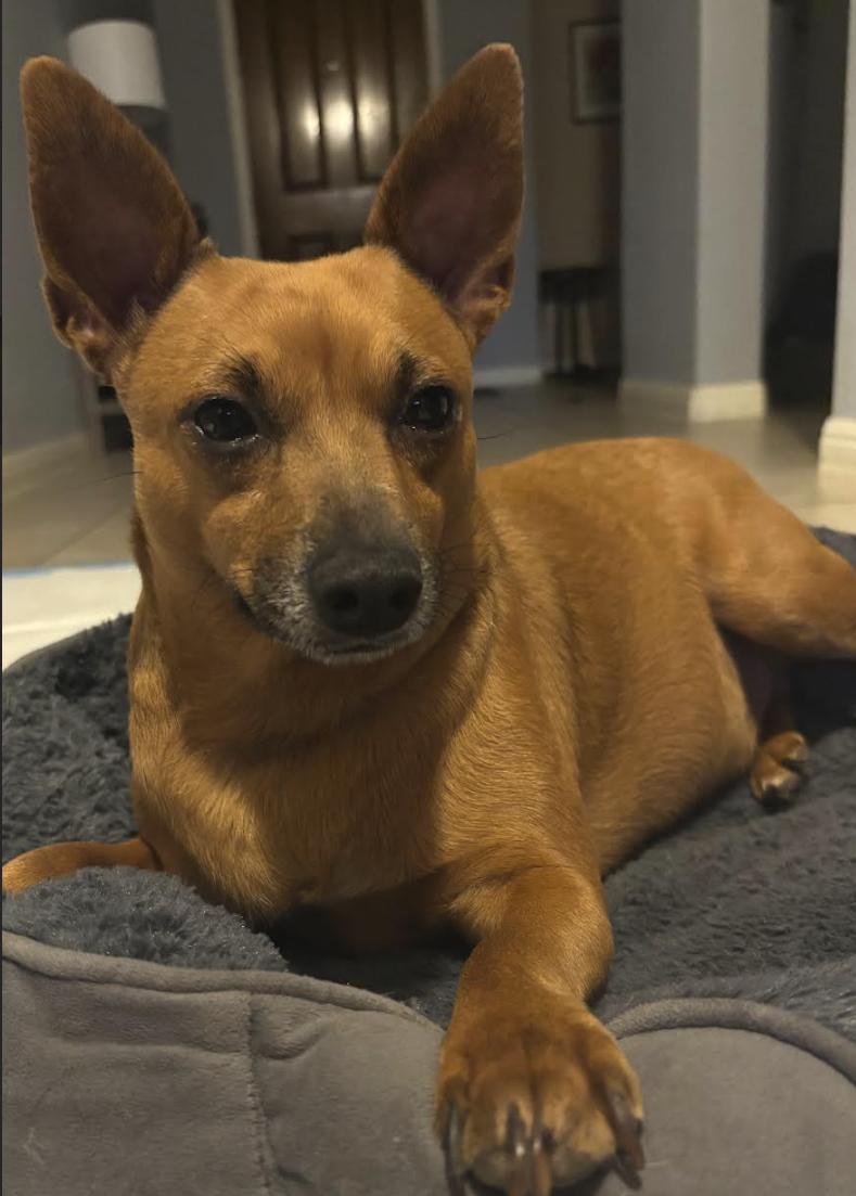 Diego, Adoptable, Young Male Miniature Pinscher.