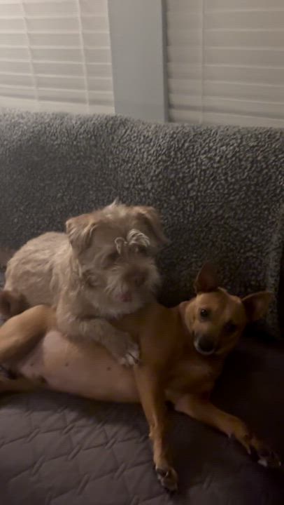 Enlarge Diego, a Adoptable Miniature Pinscher in Lakeway, TX video 2/3