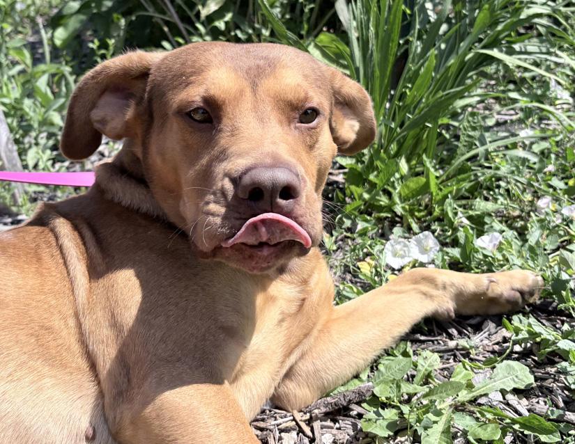 Enlarge Apollo, an adopted mixed breed in Columbus, IN image 3/4