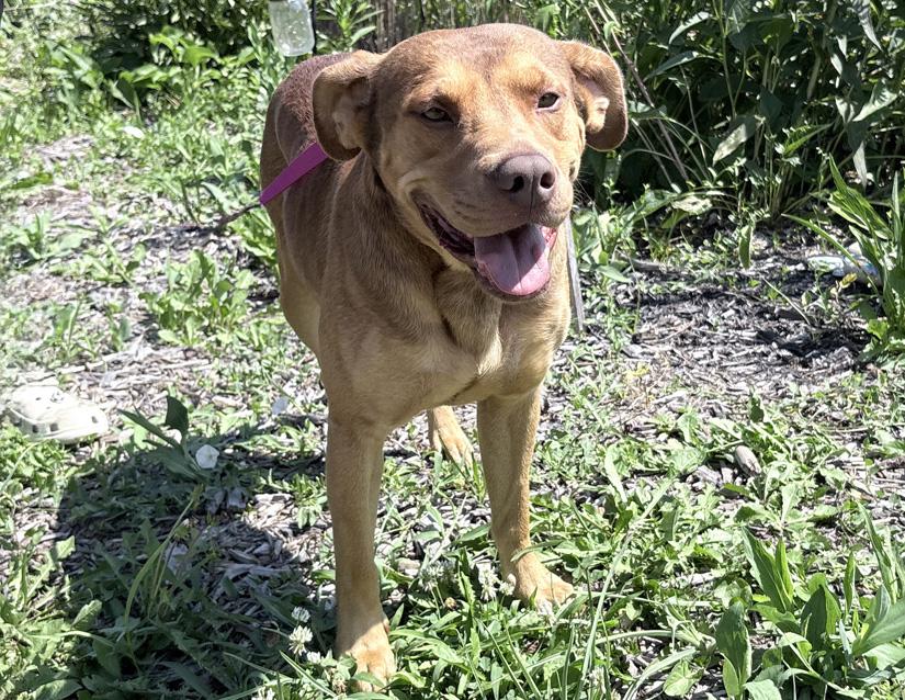 Enlarge Apollo, an adopted mixed breed in Columbus, IN image 2/4