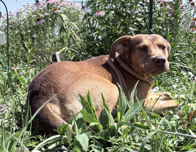 Enlarge Apollo, an adopted mixed breed in Columbus, IN image 4/4