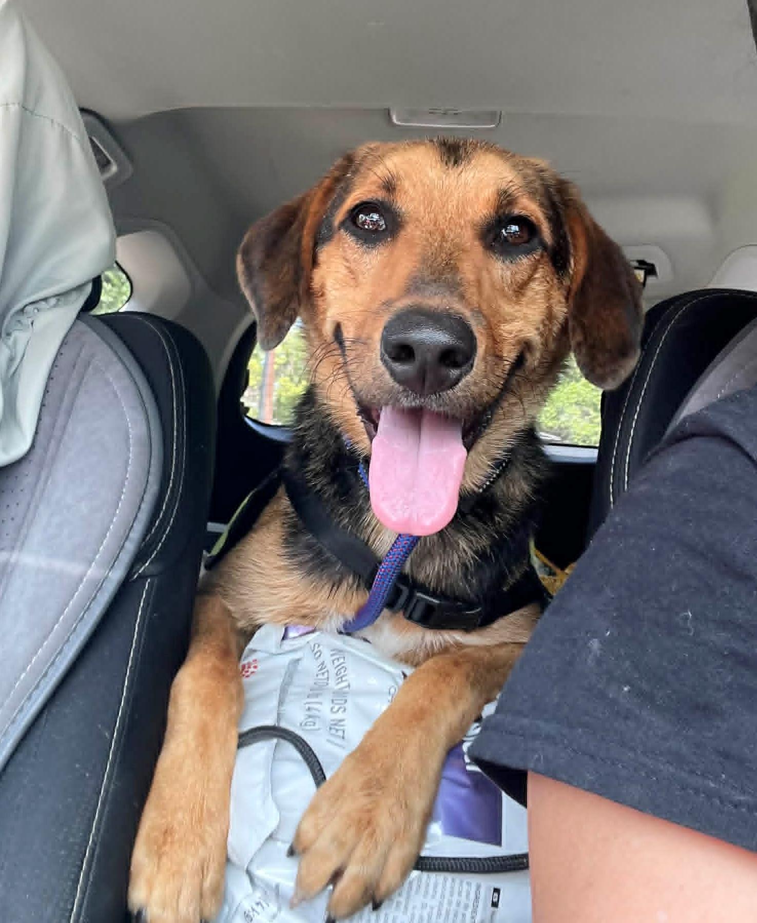 Enlarge Dunkin, a Adoptable mixed breed in Bedminster, NJ image 2/6