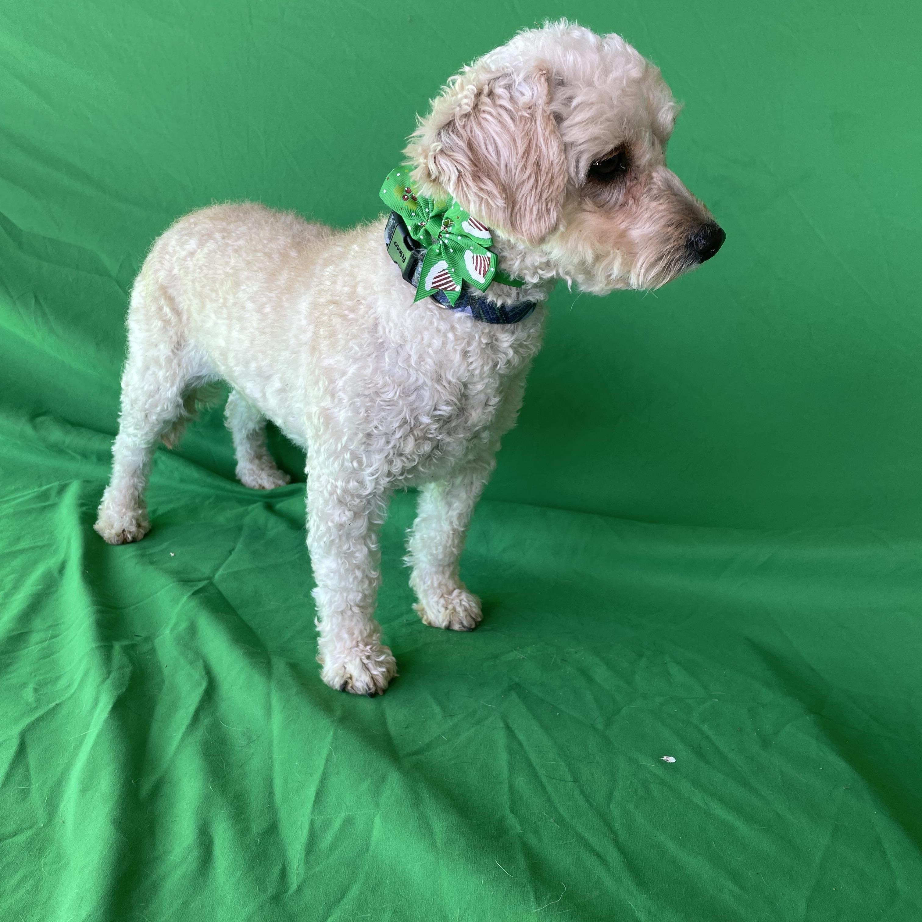Gus Gus , adopted, Adult Male Bichon Frise & Poodle.