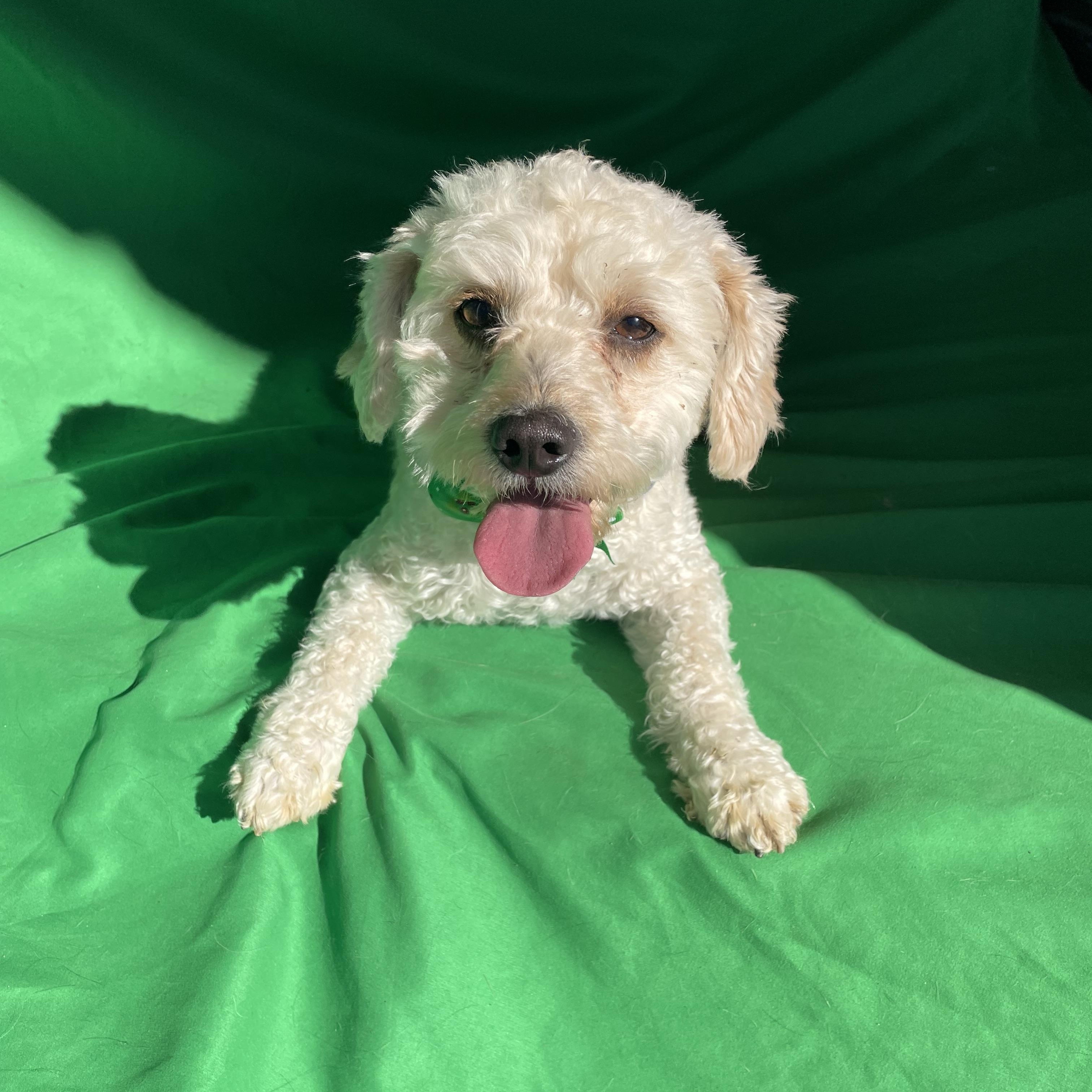 Enlarge Gus Gus , an adopted mixed breed in Phoenix, AZ image 3/4