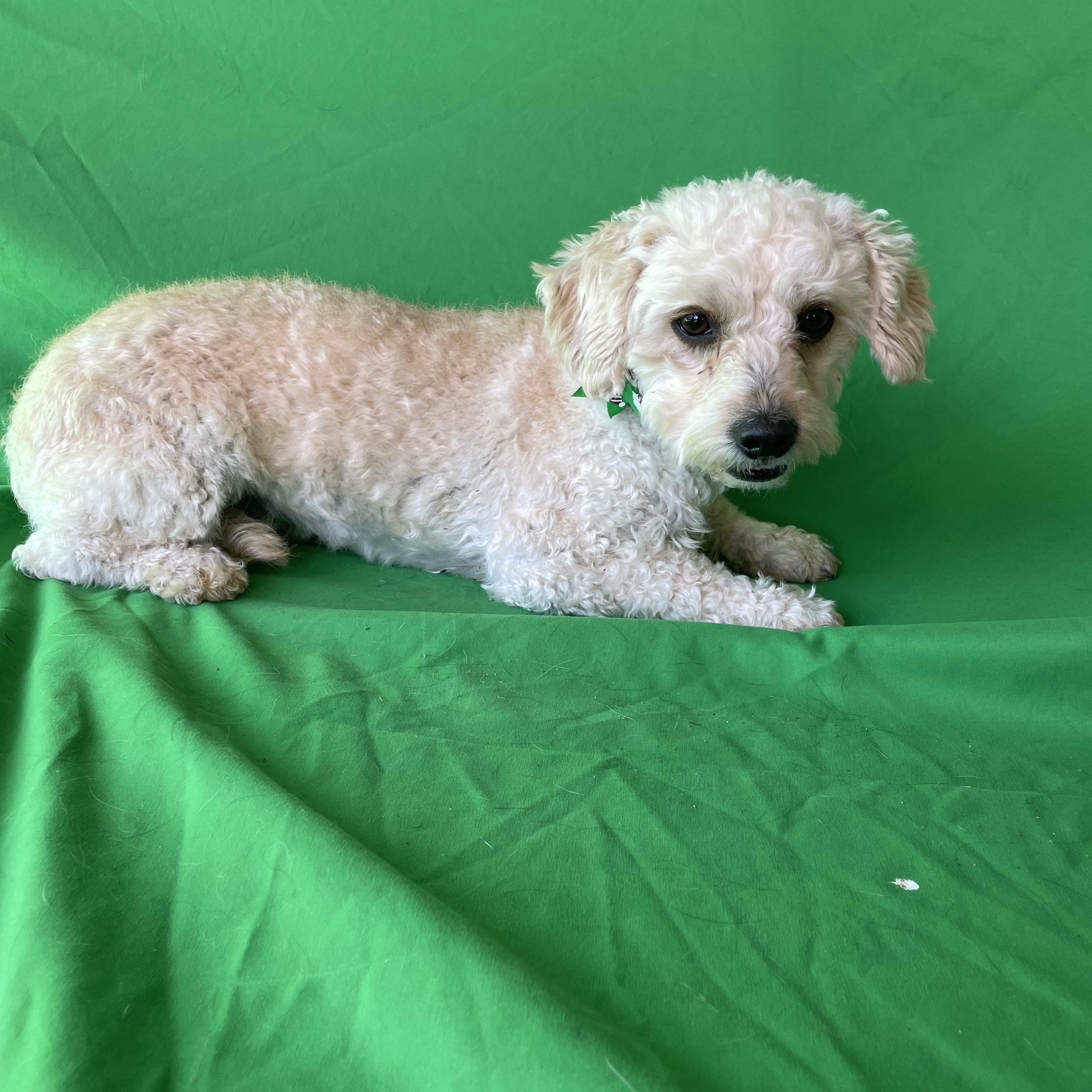 Enlarge Gus Gus , an adopted mixed breed in Phoenix, AZ image 4/4