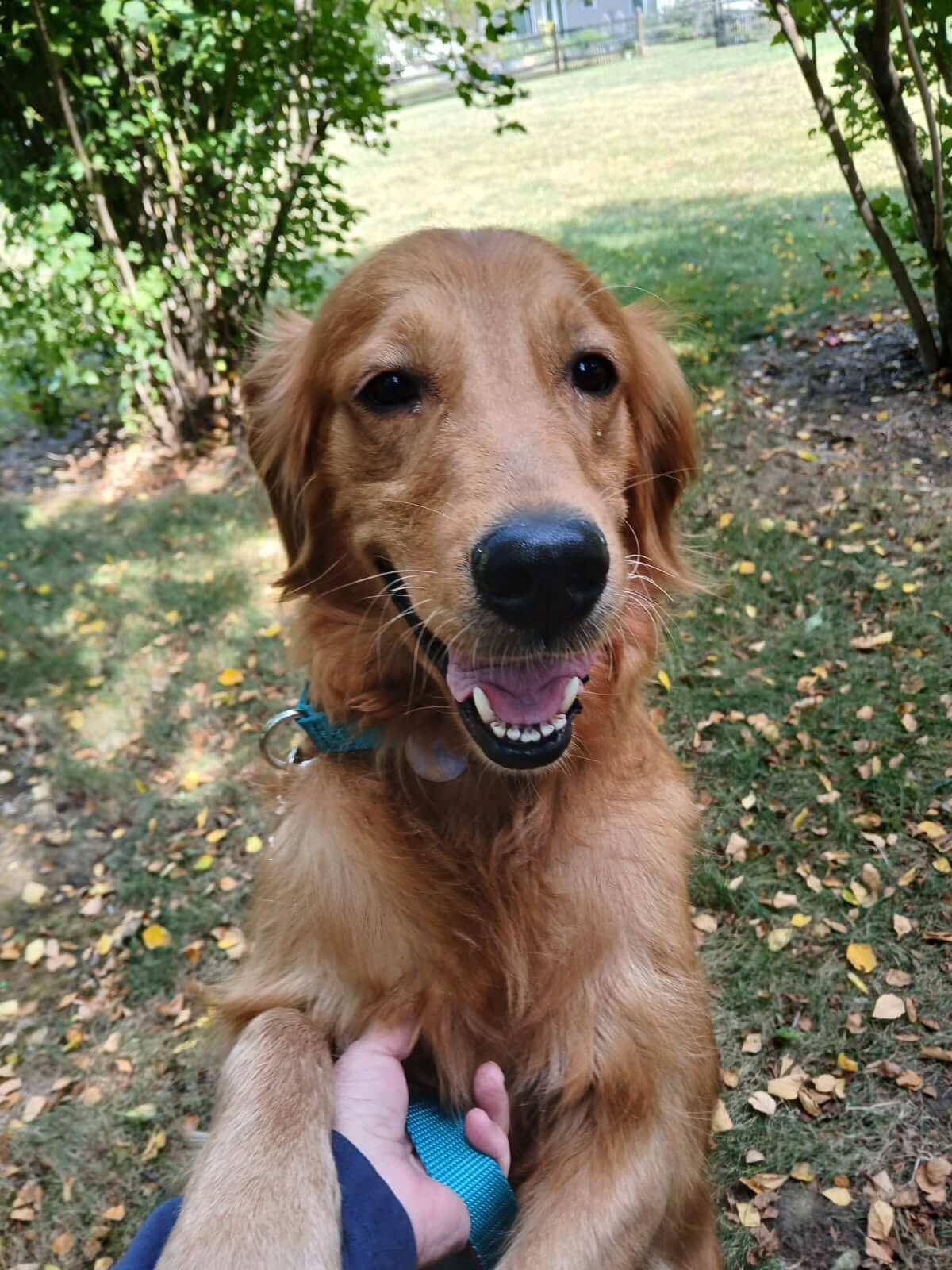 Enlarge Marigold, a Adoptable Golden Retriever in Waterville, OH image 1/1