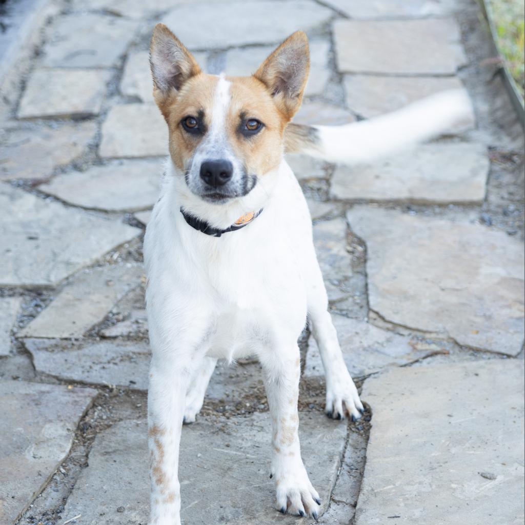 Wyatt, ADOPTABLE, Adult Male Mixed Breed & Australian Cattle Dog / Blue Heeler.