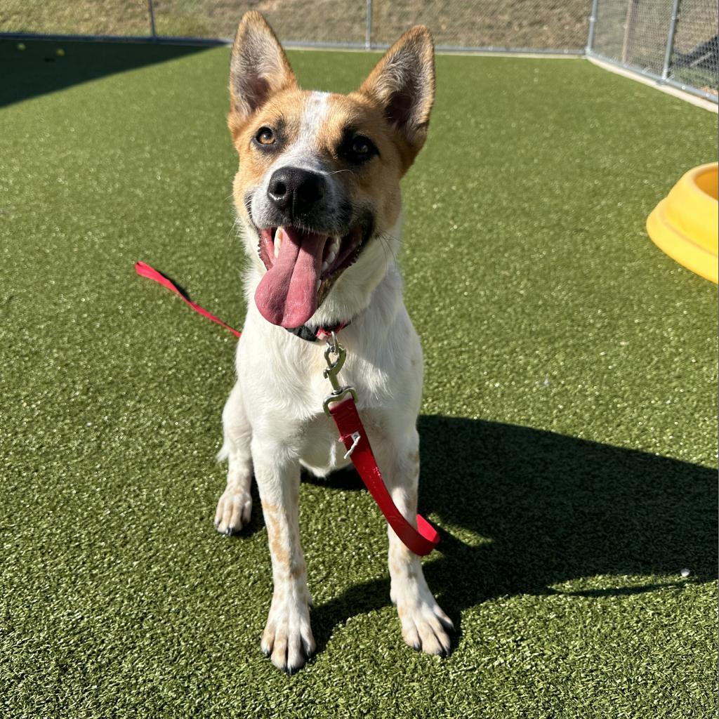 Enlarge Wyatt, a ADOPTABLE mixed breed in Cape Girardeau, MO image 2/3